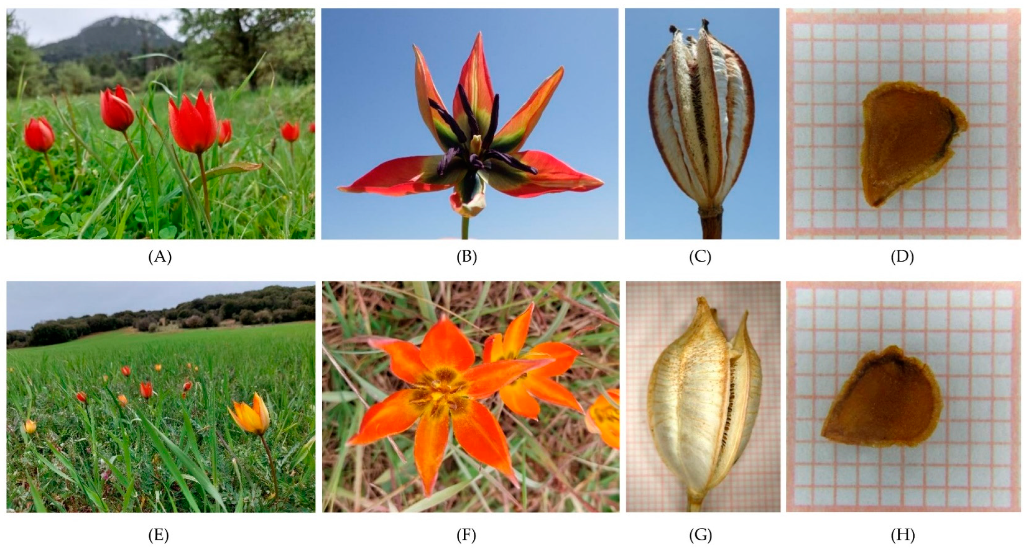 Plants 12 01859 g008 Plants 12 01859 g008