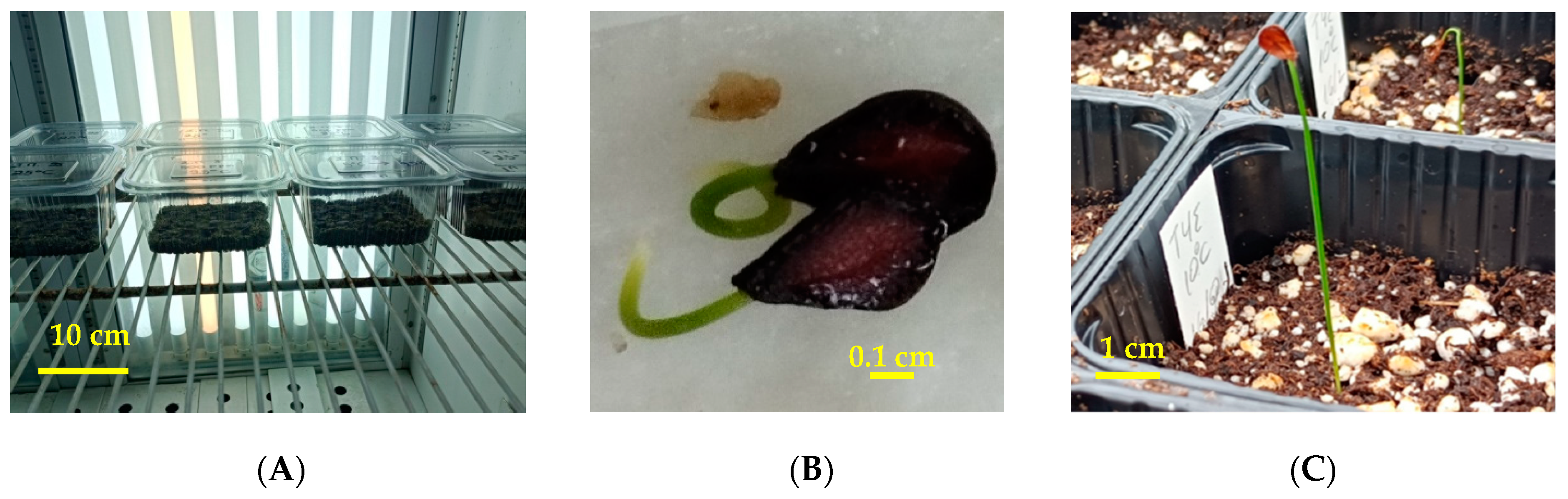 Plants 12 01859 g009 Plants 12 01859 g009