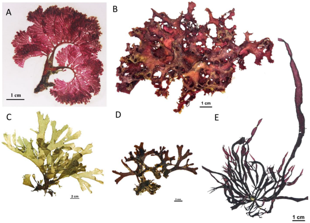 Plants 12 01862 g002 Plants 12 01862 g002