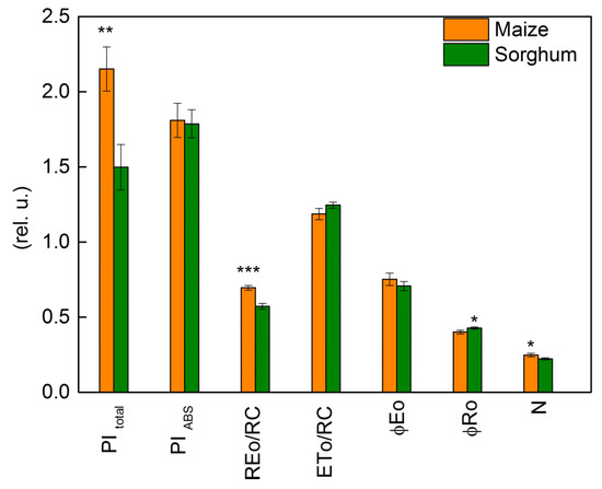 Sensitivity of the Photosynthetic Apparatus in Maize and