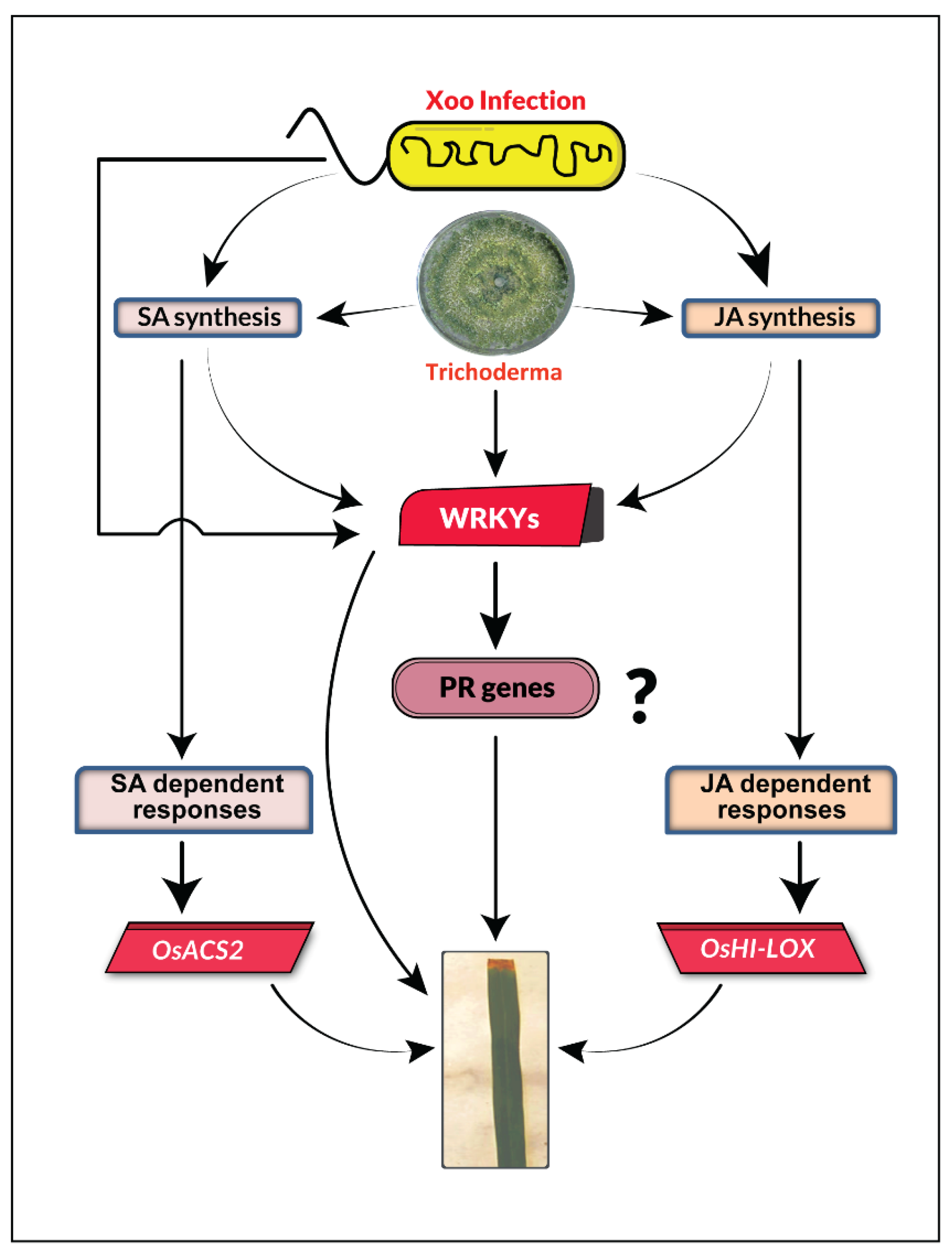Plants 12 01864 g006