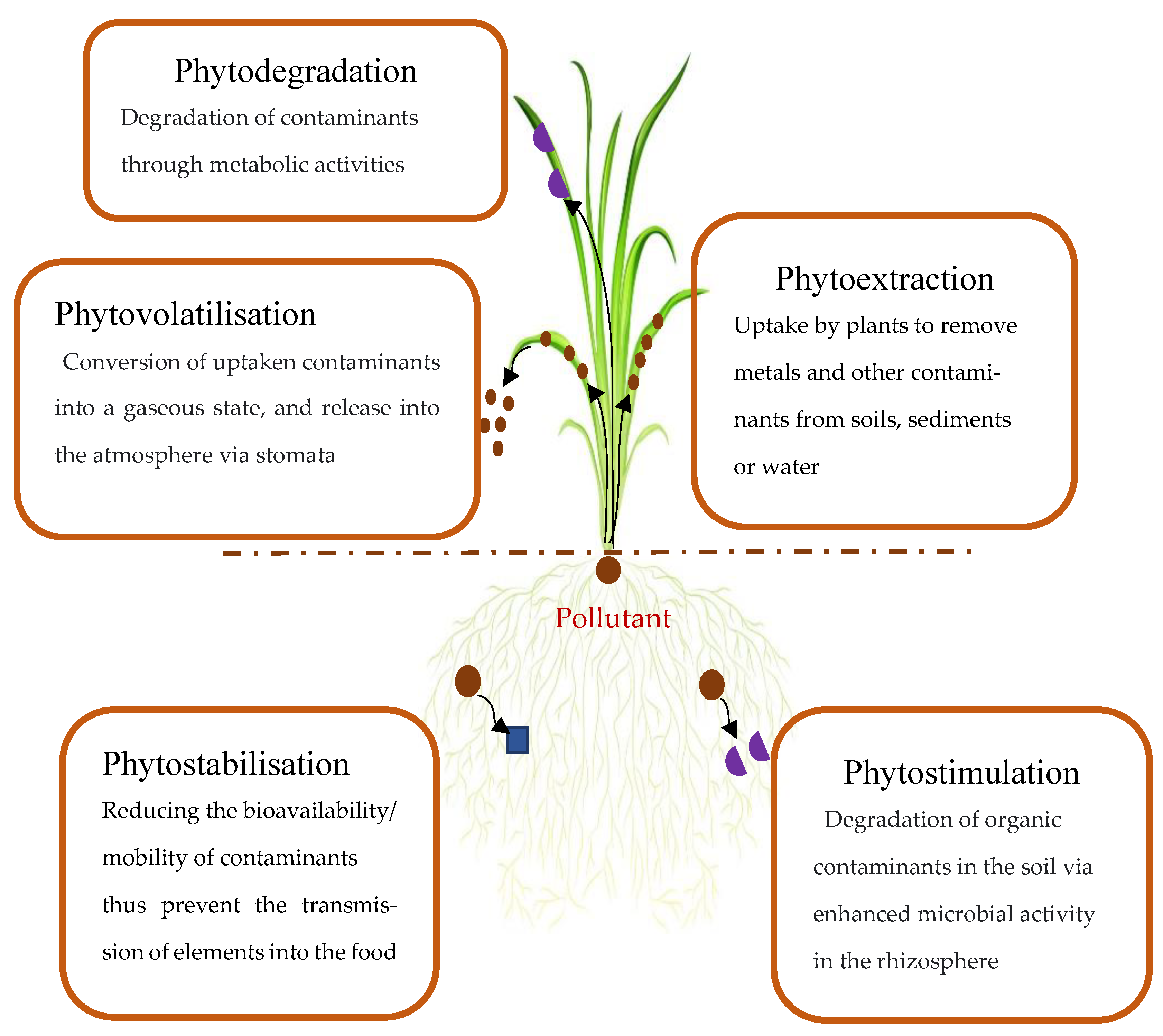 Plants 12 01871 g002