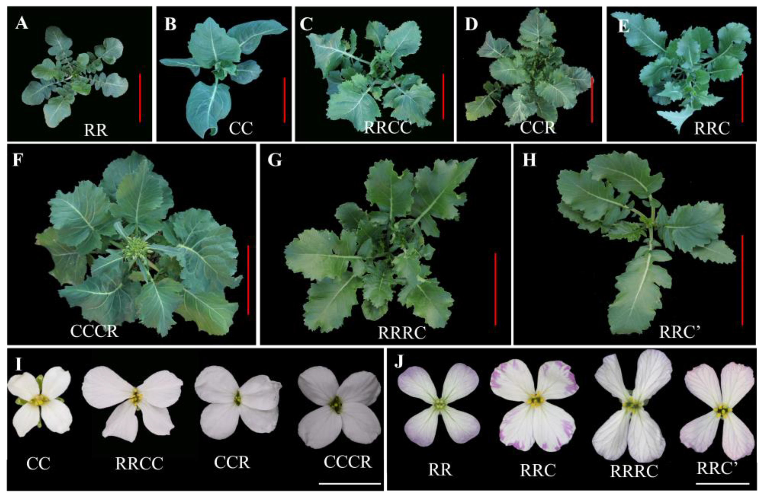 Plants 12 01875 g004 Plants 12 01875 g004