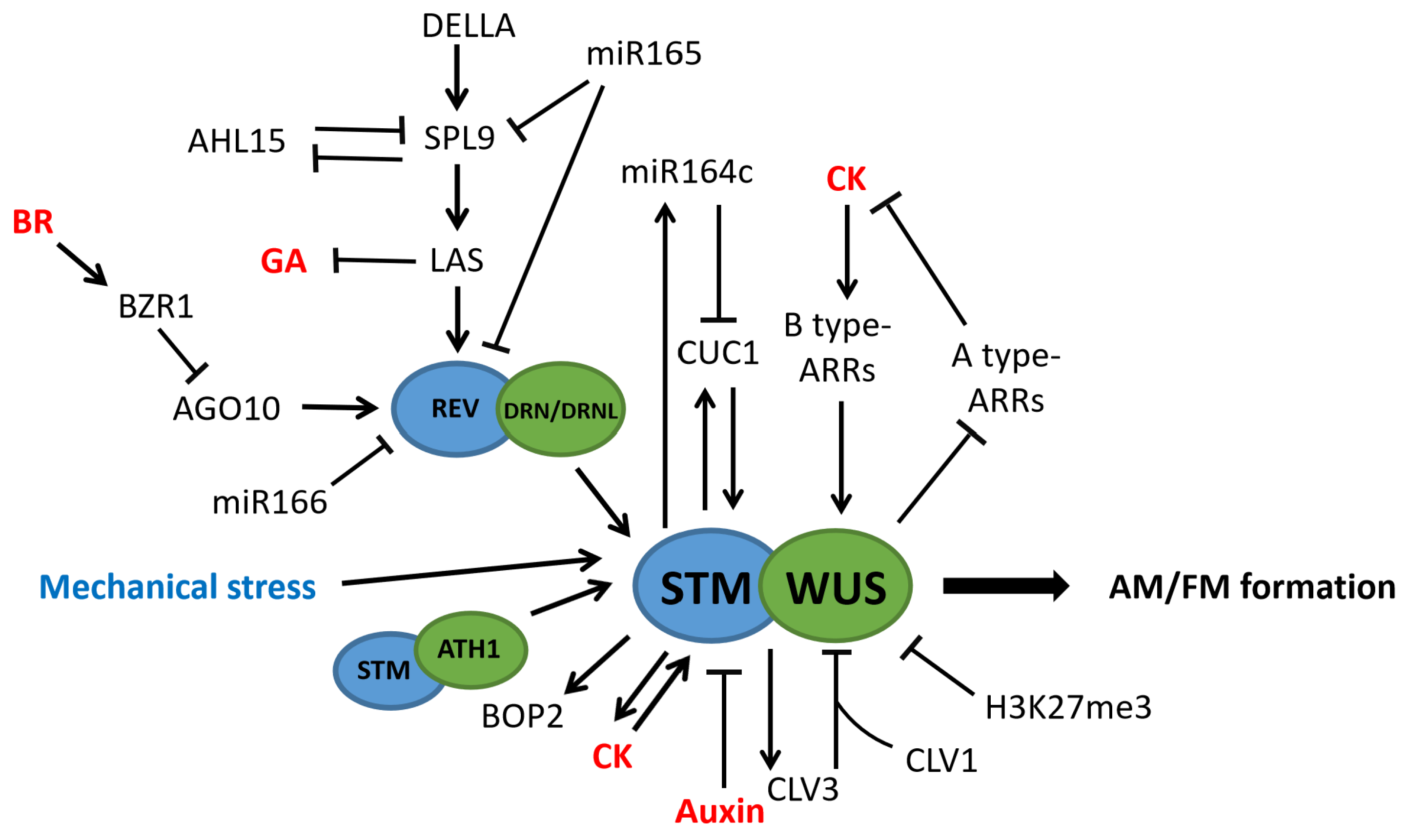 The Secrets of Meristems Initiation: Axillary Meristem The Secrets of Meristems Initiation: Axillary Meristem