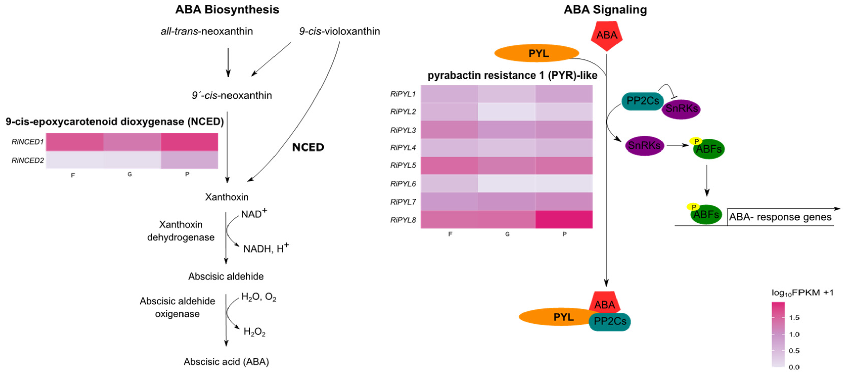 Plants 12 01882 g010 Plants 12 01882 g010