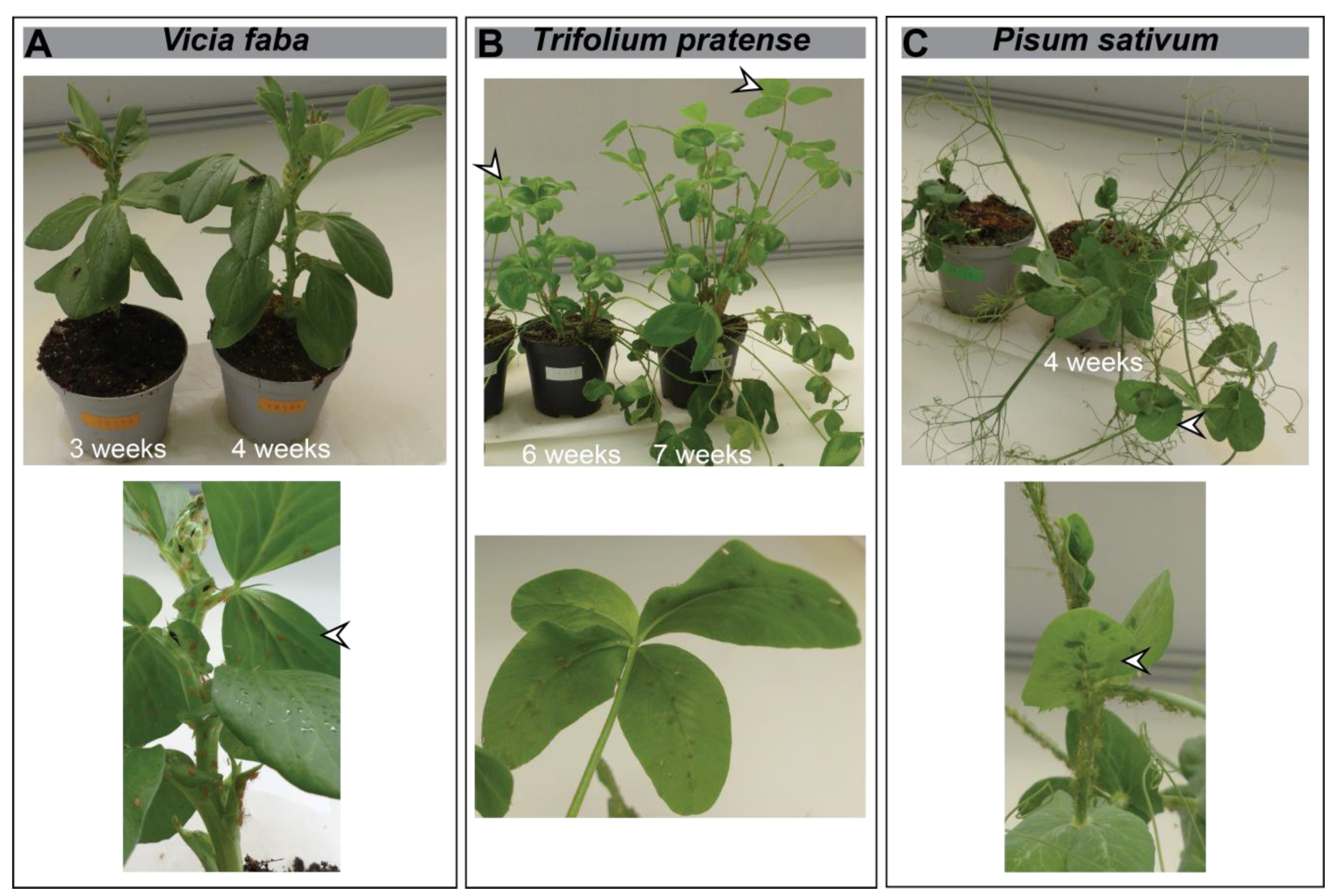 Plants 12 01888 g005 Plants 12 01888 g005