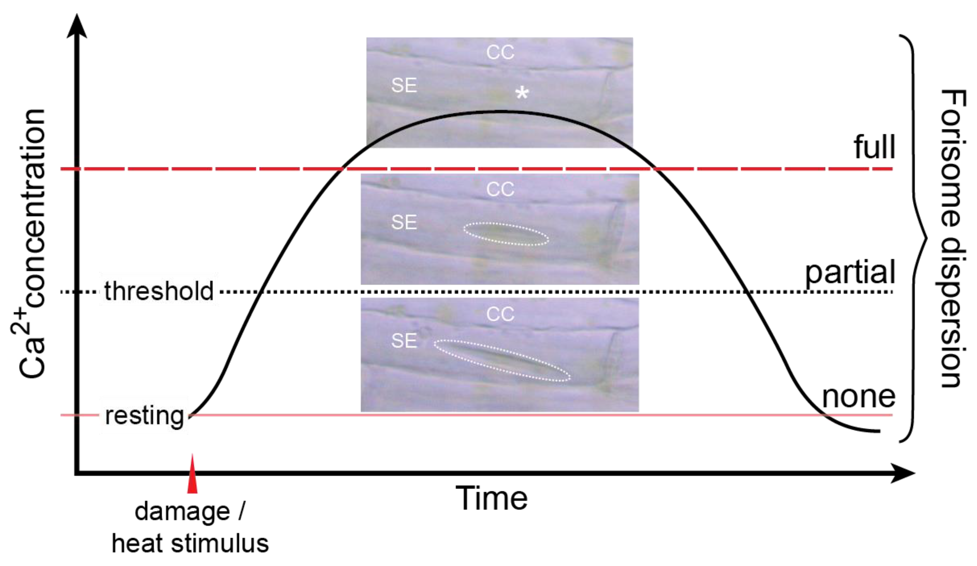 Plants 12 01888 sch001 Plants 12 01888 sch001