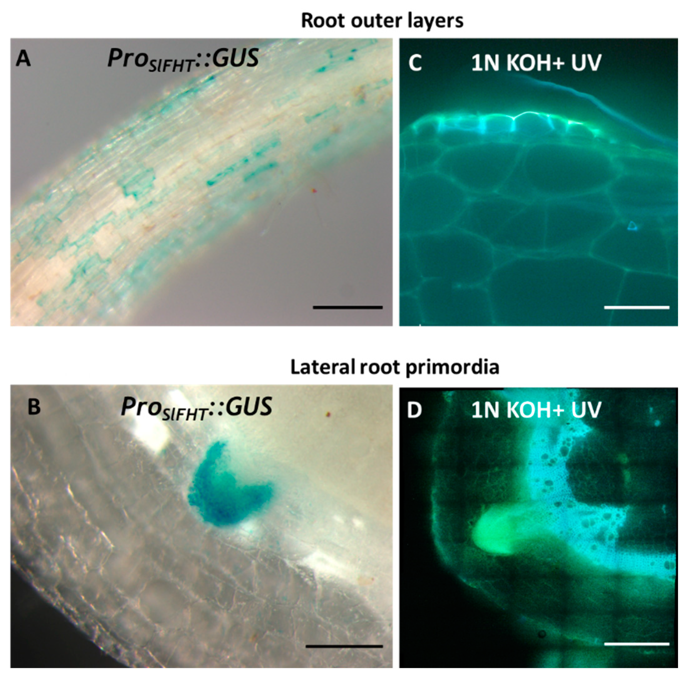 Plants 12 01890 g003