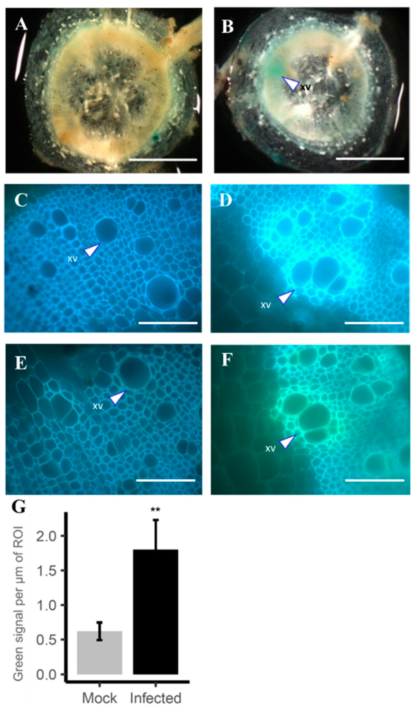 Plants 12 01890 g005