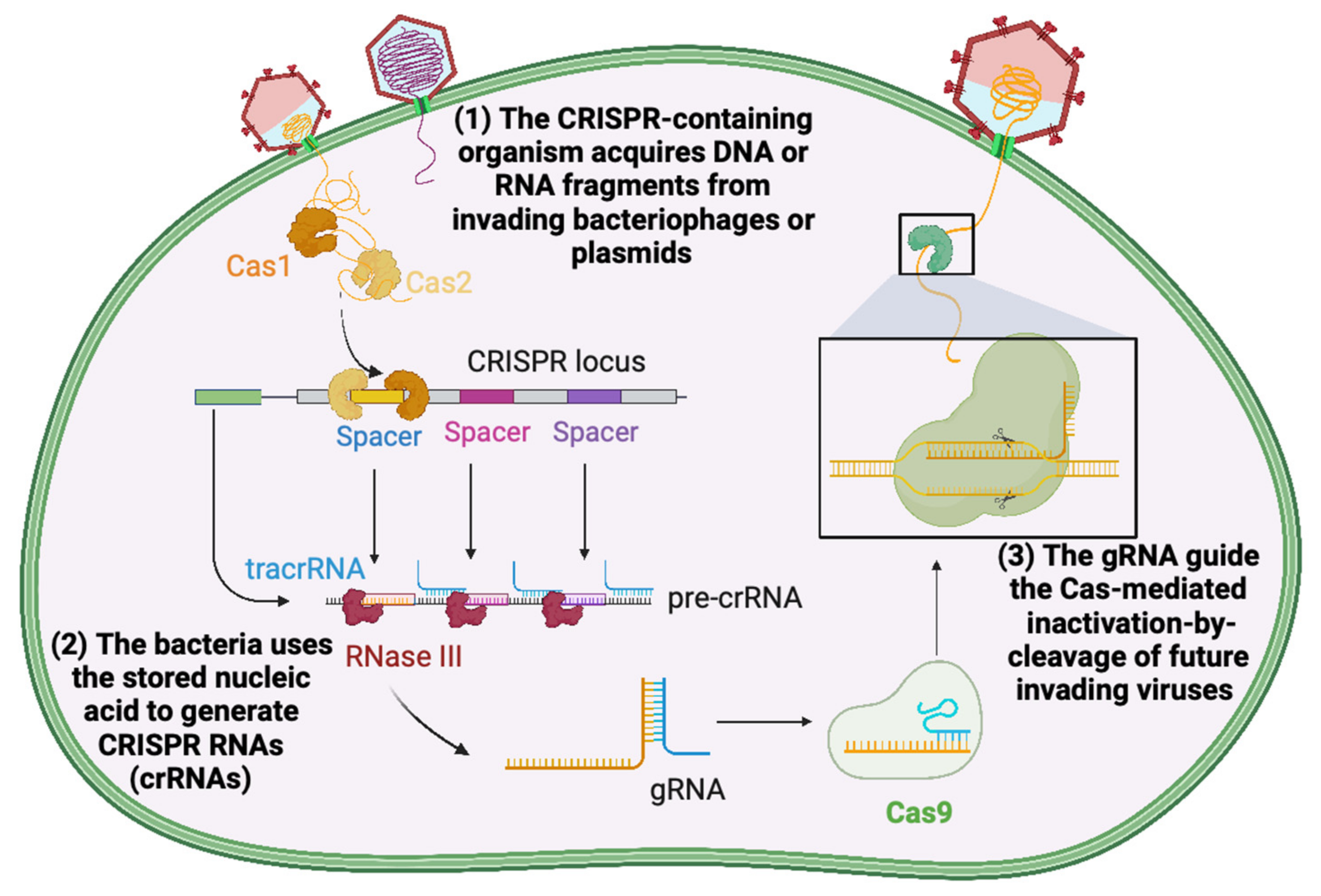 Plants 12 01892 g001