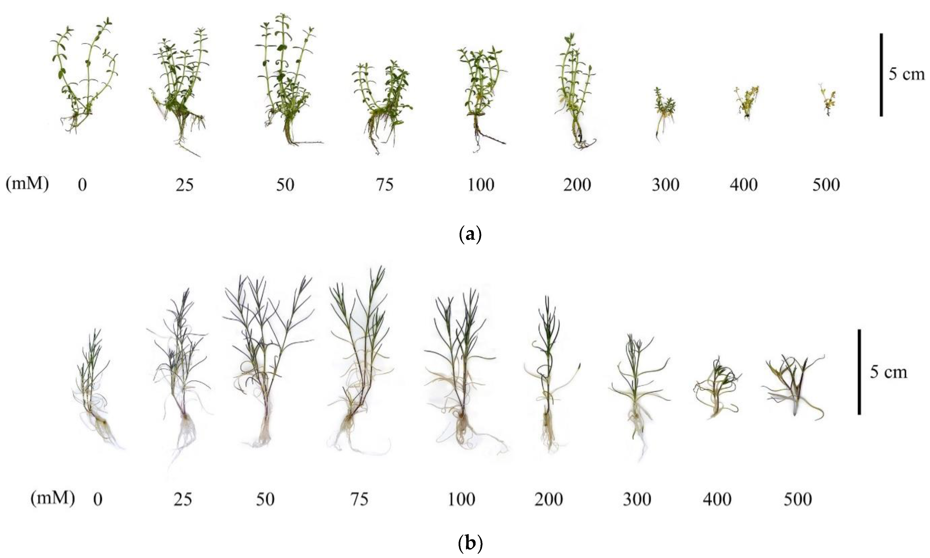 Plants 12 01905 g003 Plants 12 01905 g003