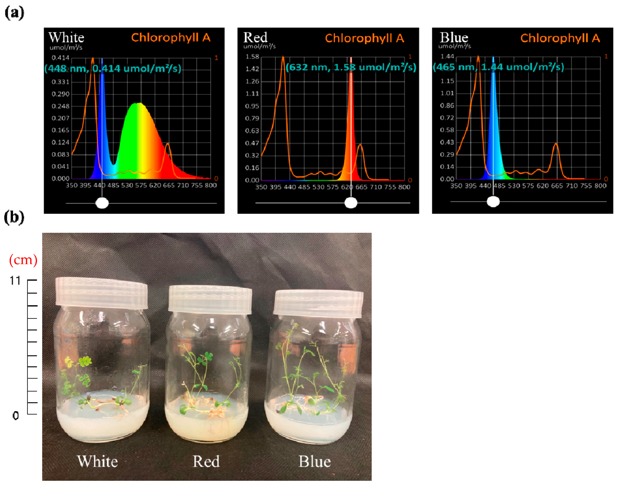 Plants 12 01914 g006
