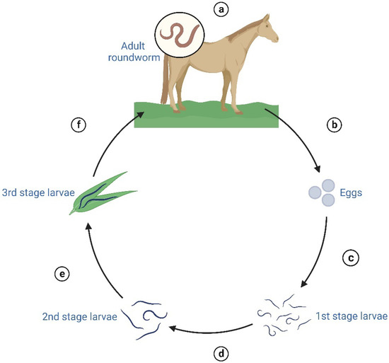 Roundworm Life Cycle In Horses