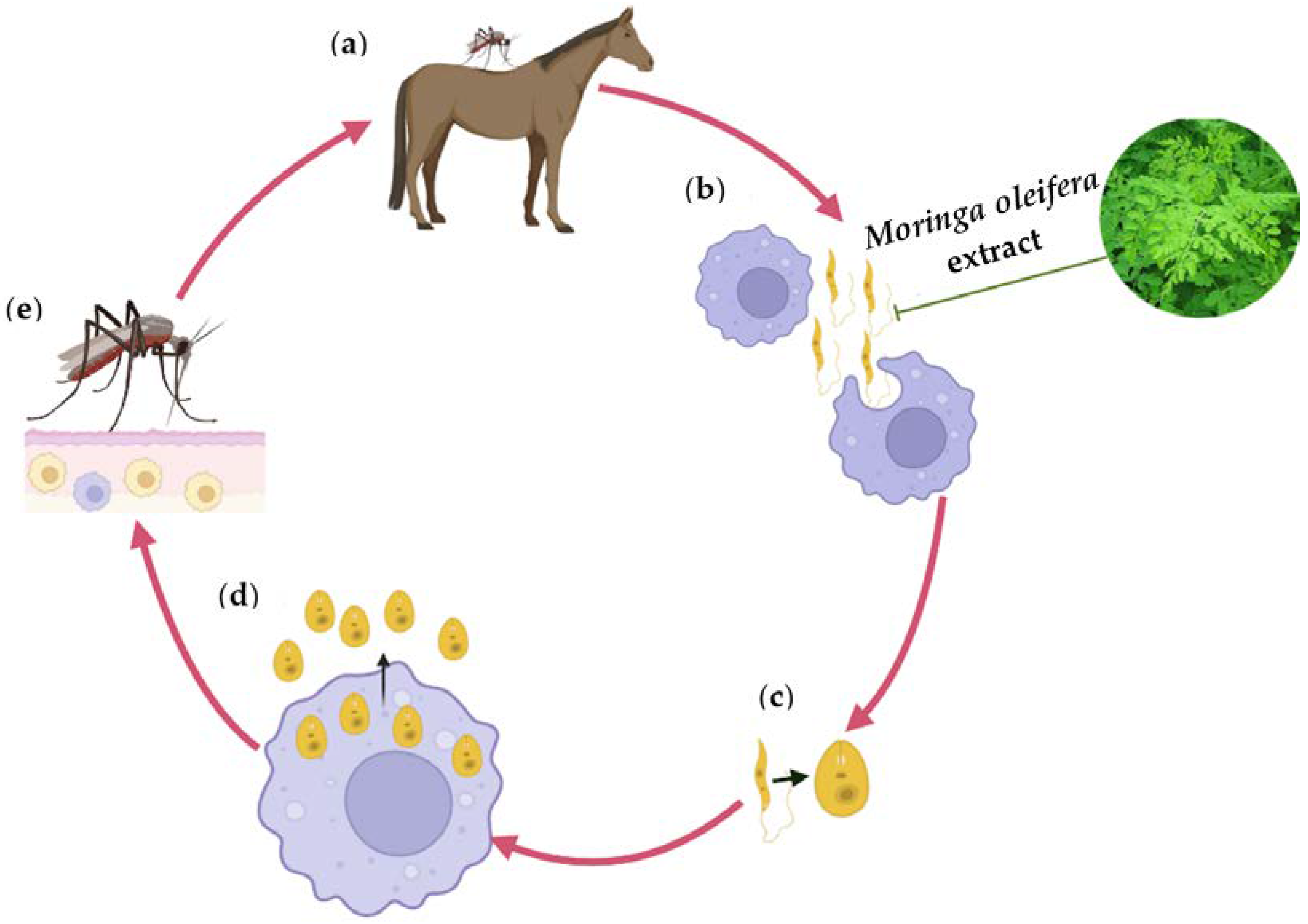 Plants 12 01921 g002