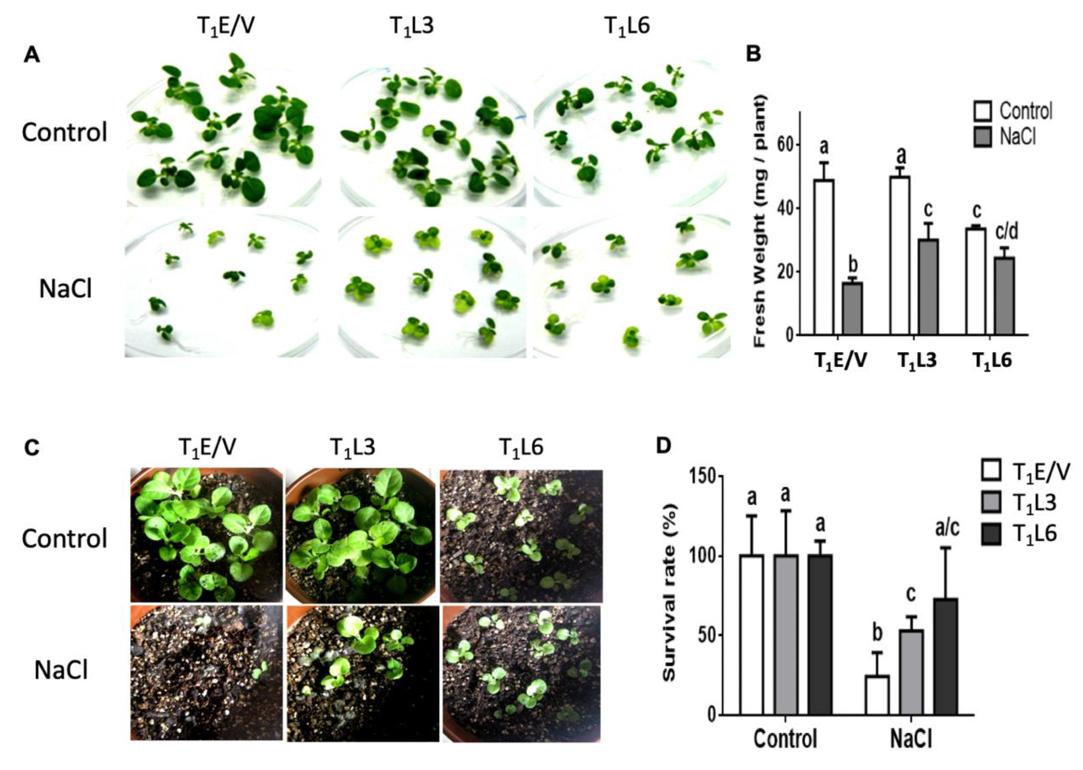 Plants 12 01925 g004 Plants 12 01925 g004