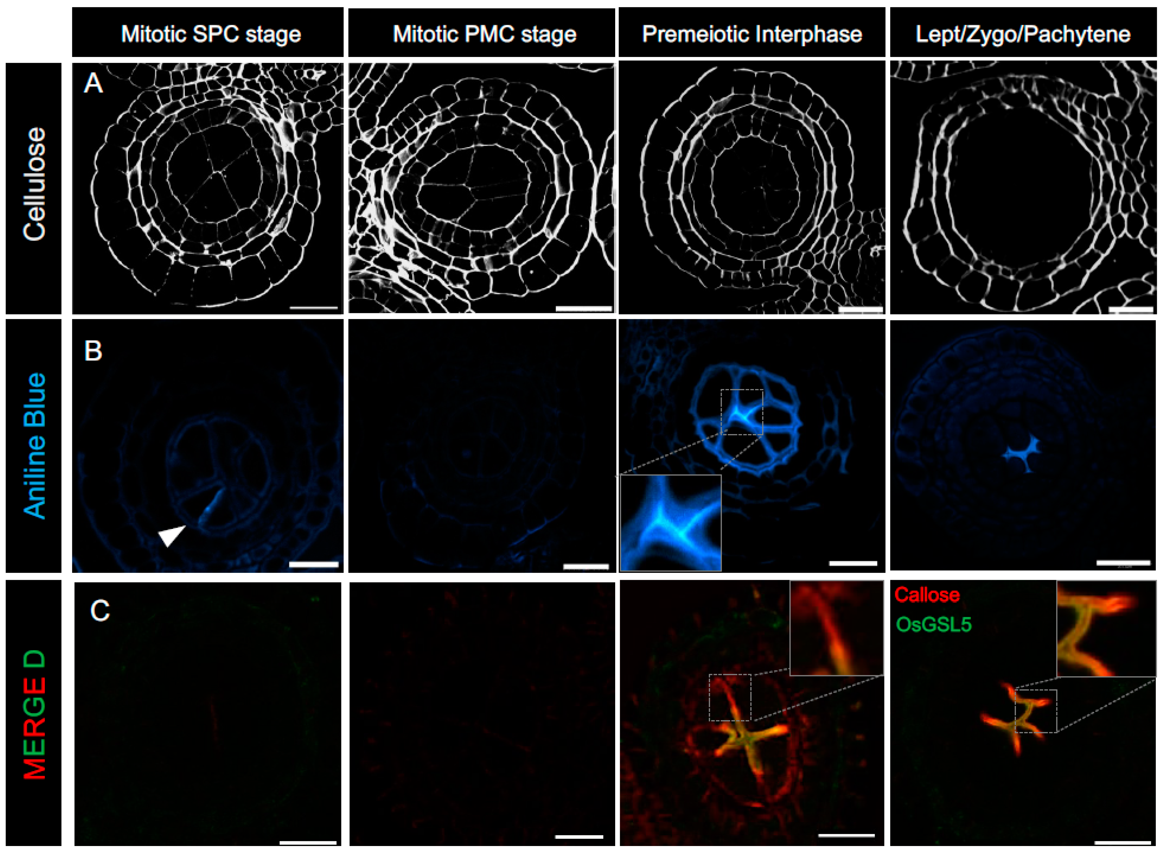 Plants 12 01936 g002 Plants 12 01936 g002
