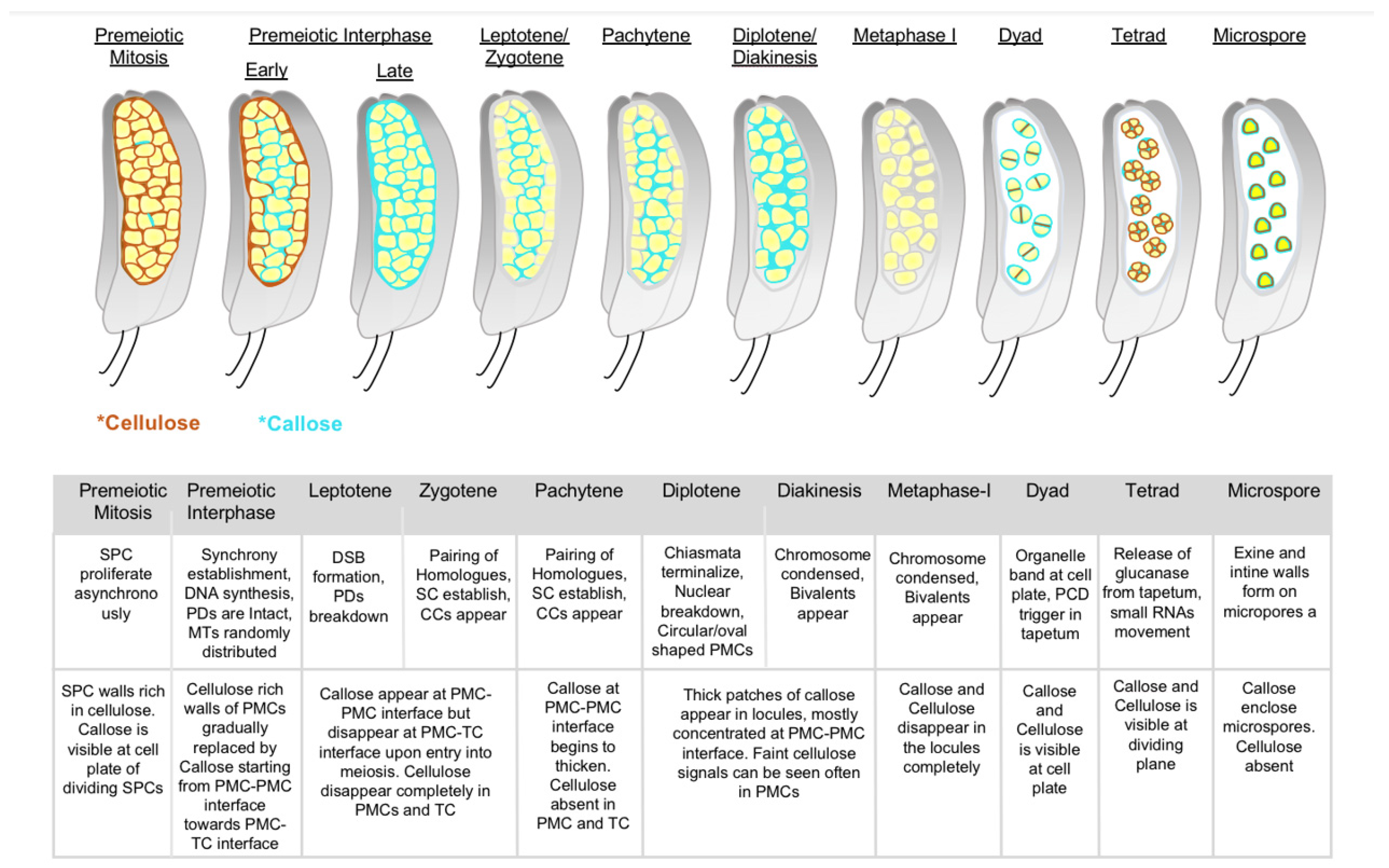 Plants 12 01936 g003 Plants 12 01936 g003