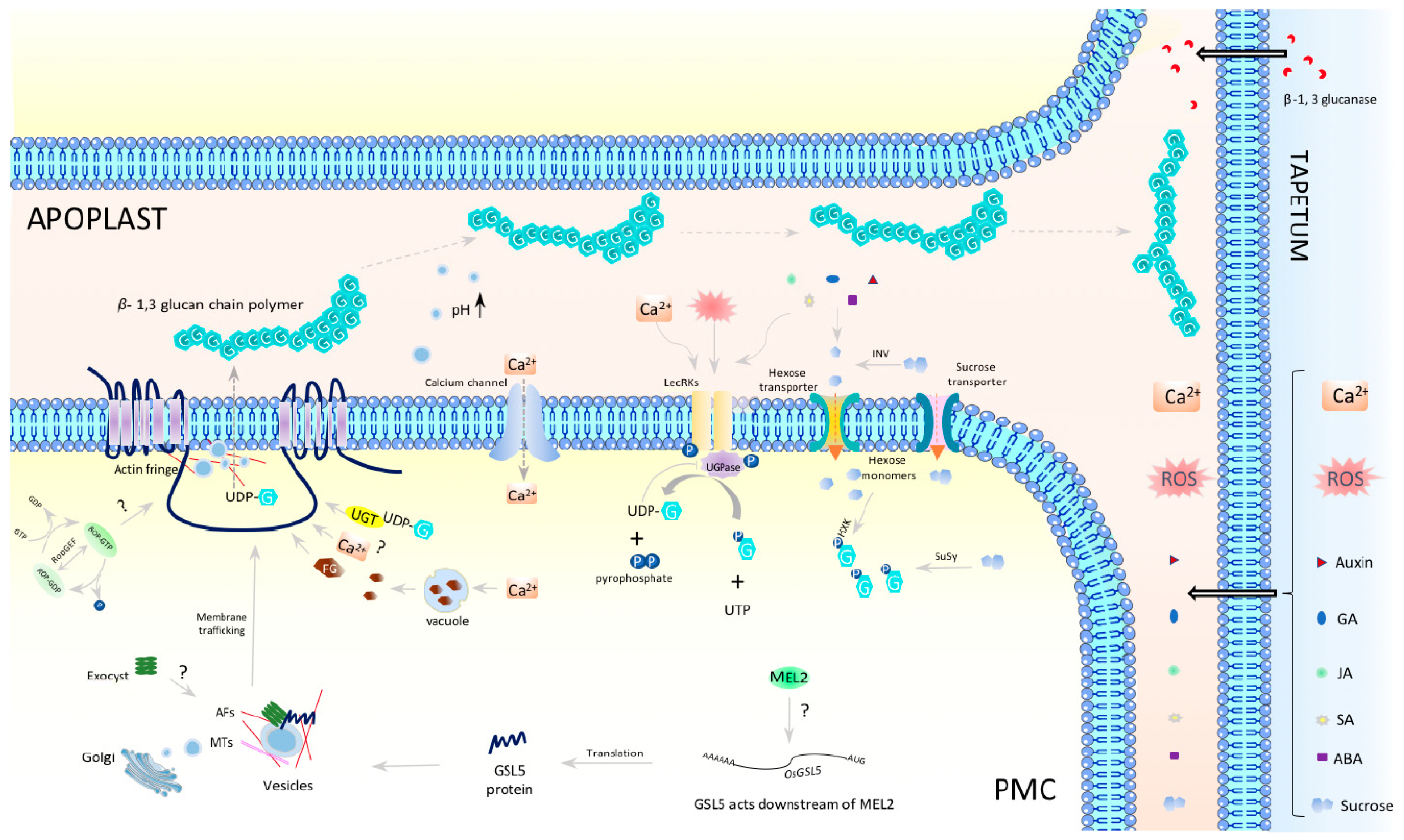 Plants 12 01936 g004 Plants 12 01936 g004