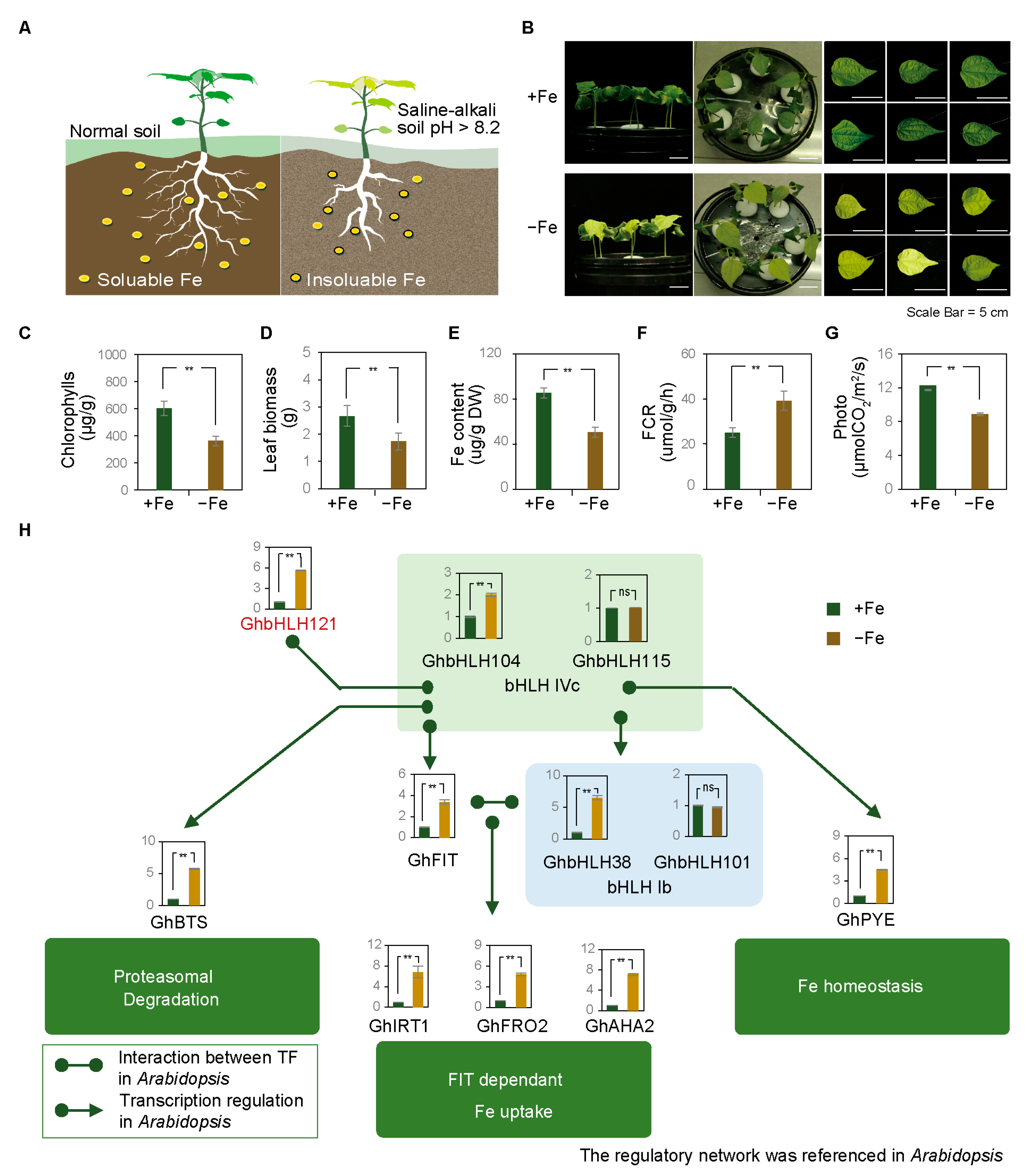 Plants 12 01955 g001