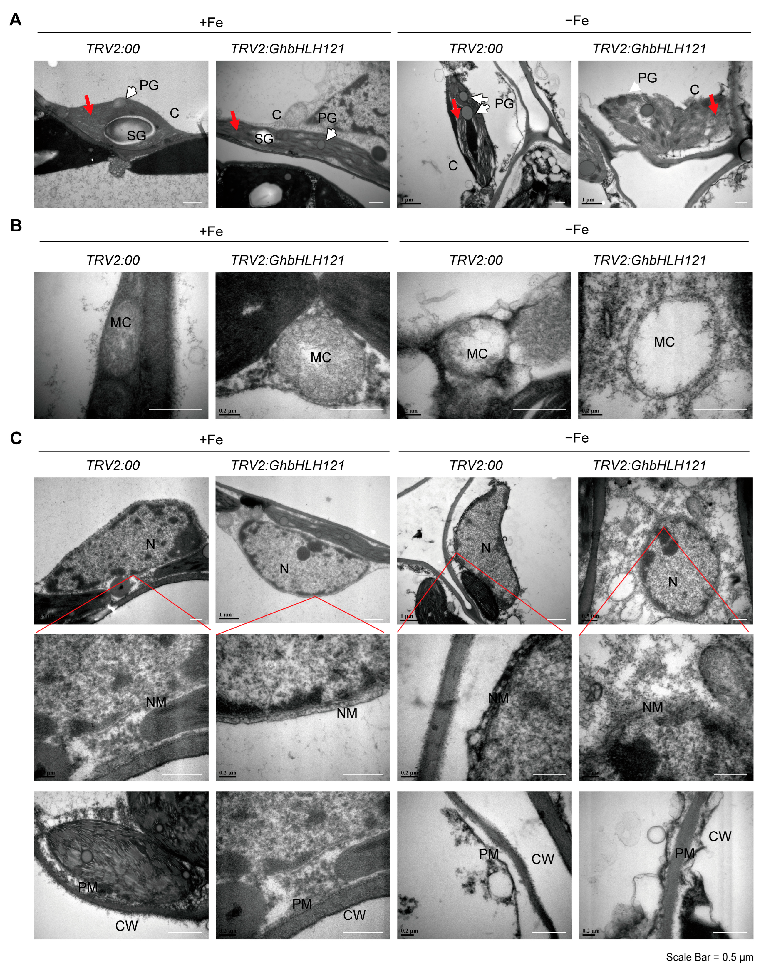 Plants 12 01955 g004