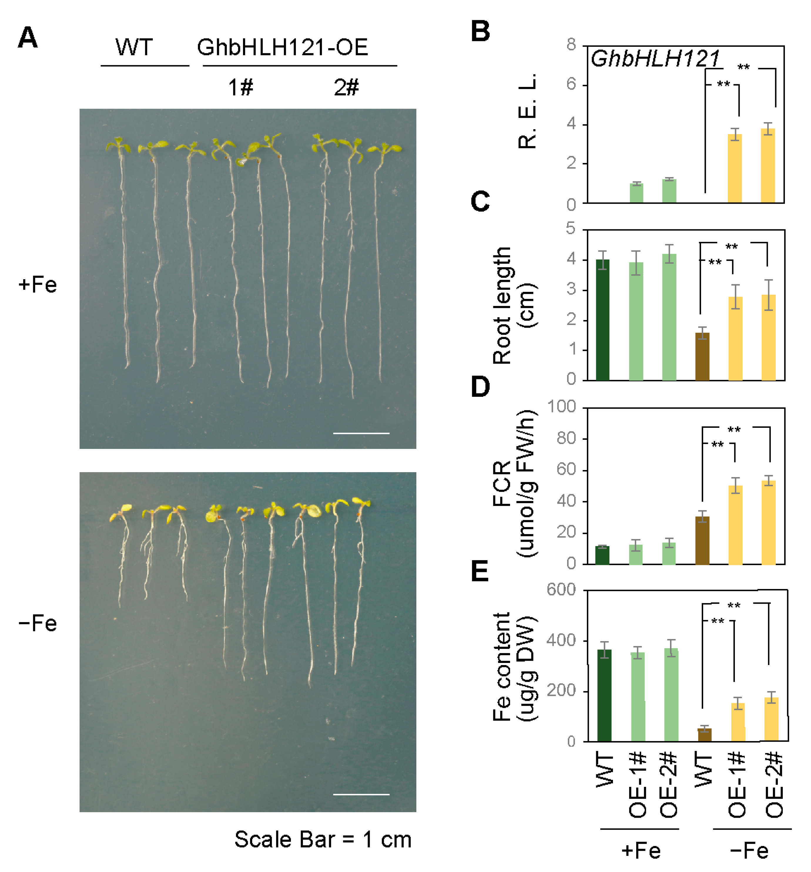 Plants 12 01955 g005