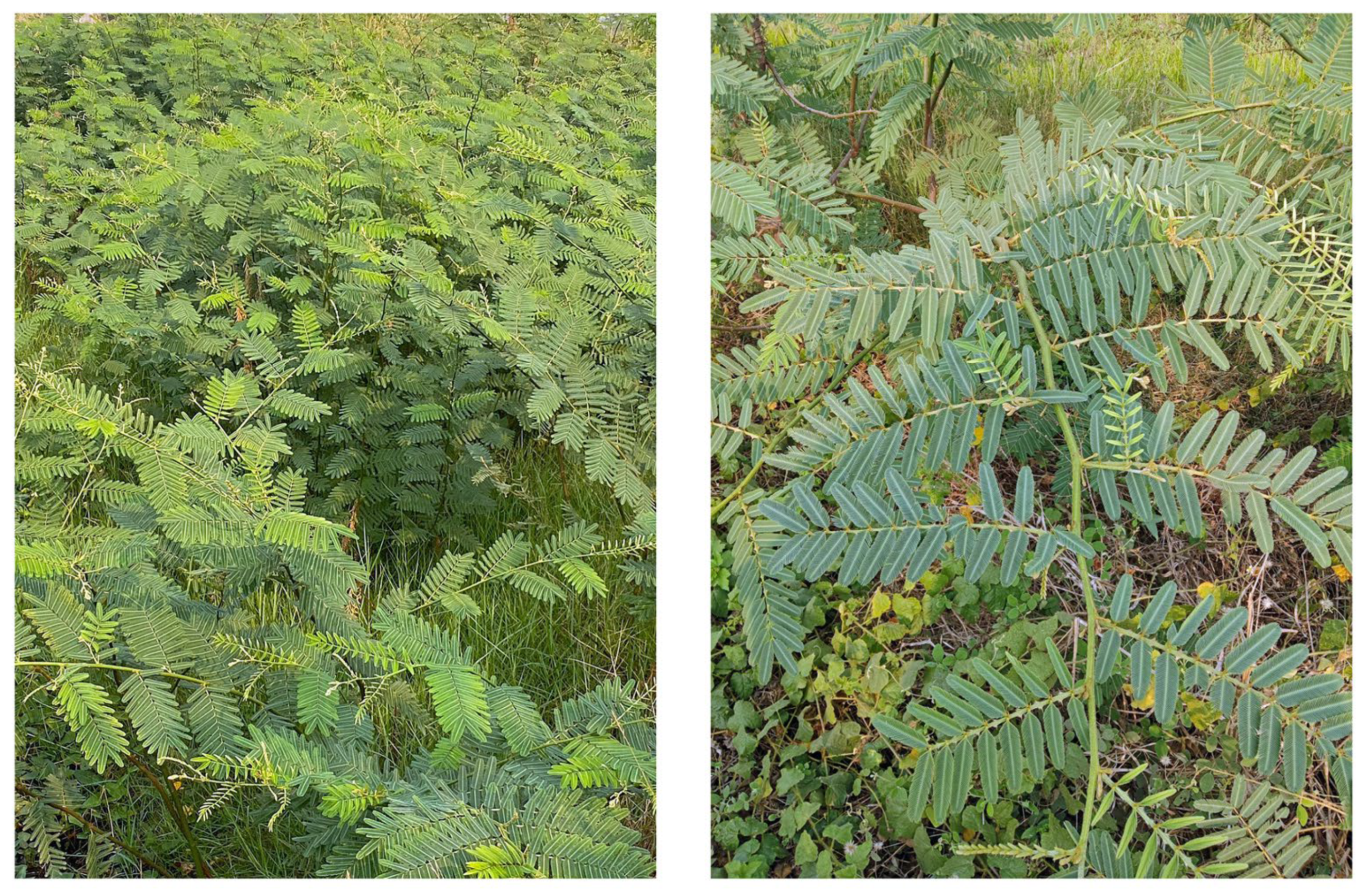 Plants 12 01960 g001 Plants 12 01960 g001