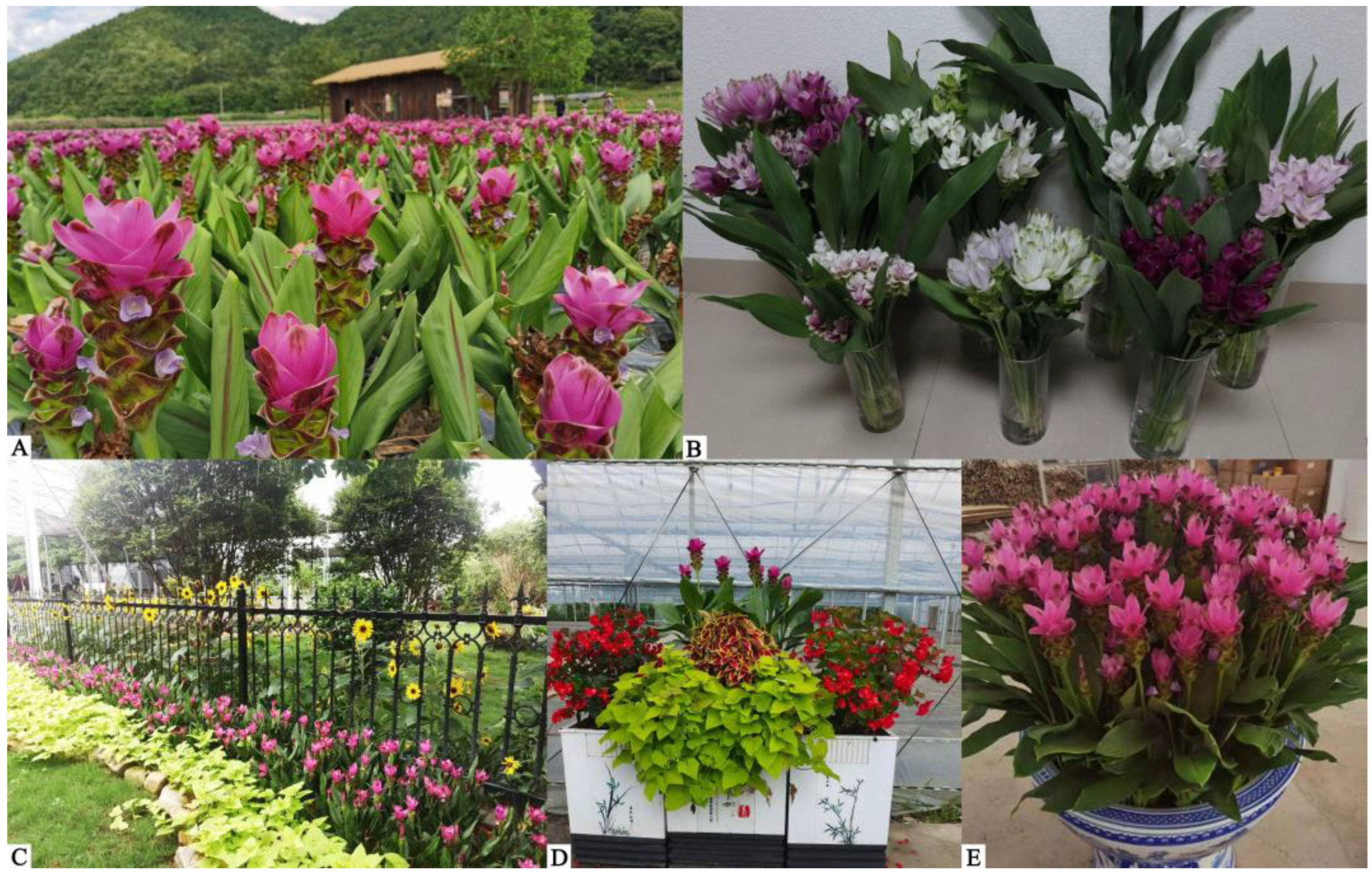 Plants 12 01961 g001 Plants 12 01961 g001