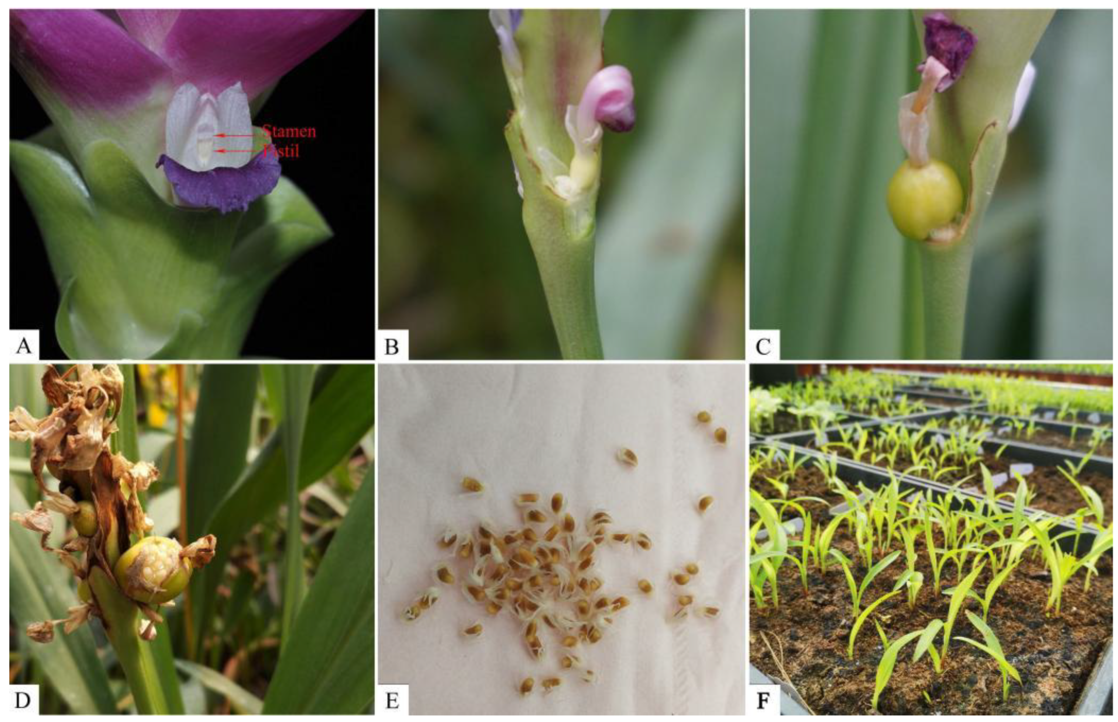 Plants 12 01961 g007 Plants 12 01961 g007