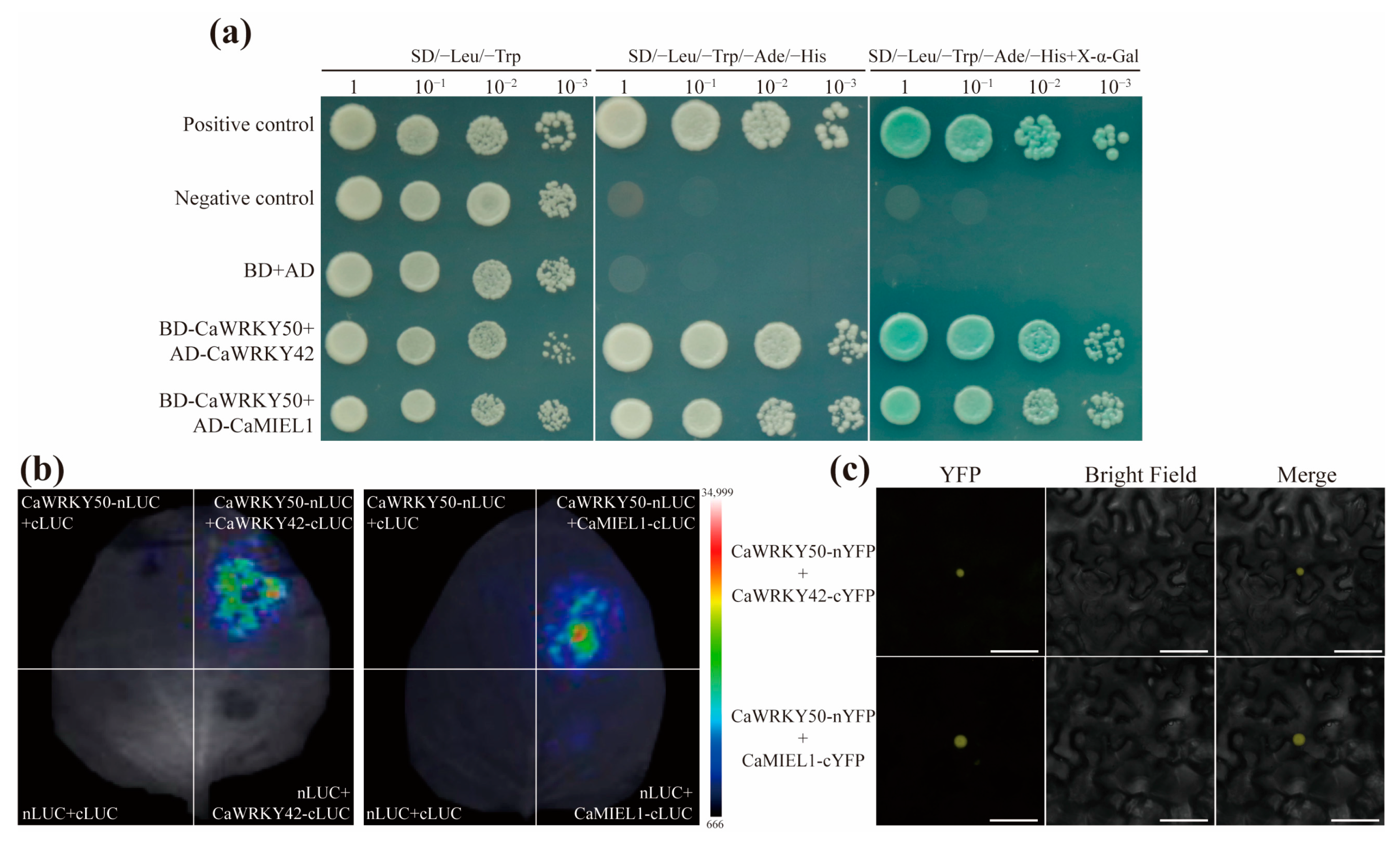 Plants 12 01962 g008 Plants 12 01962 g008