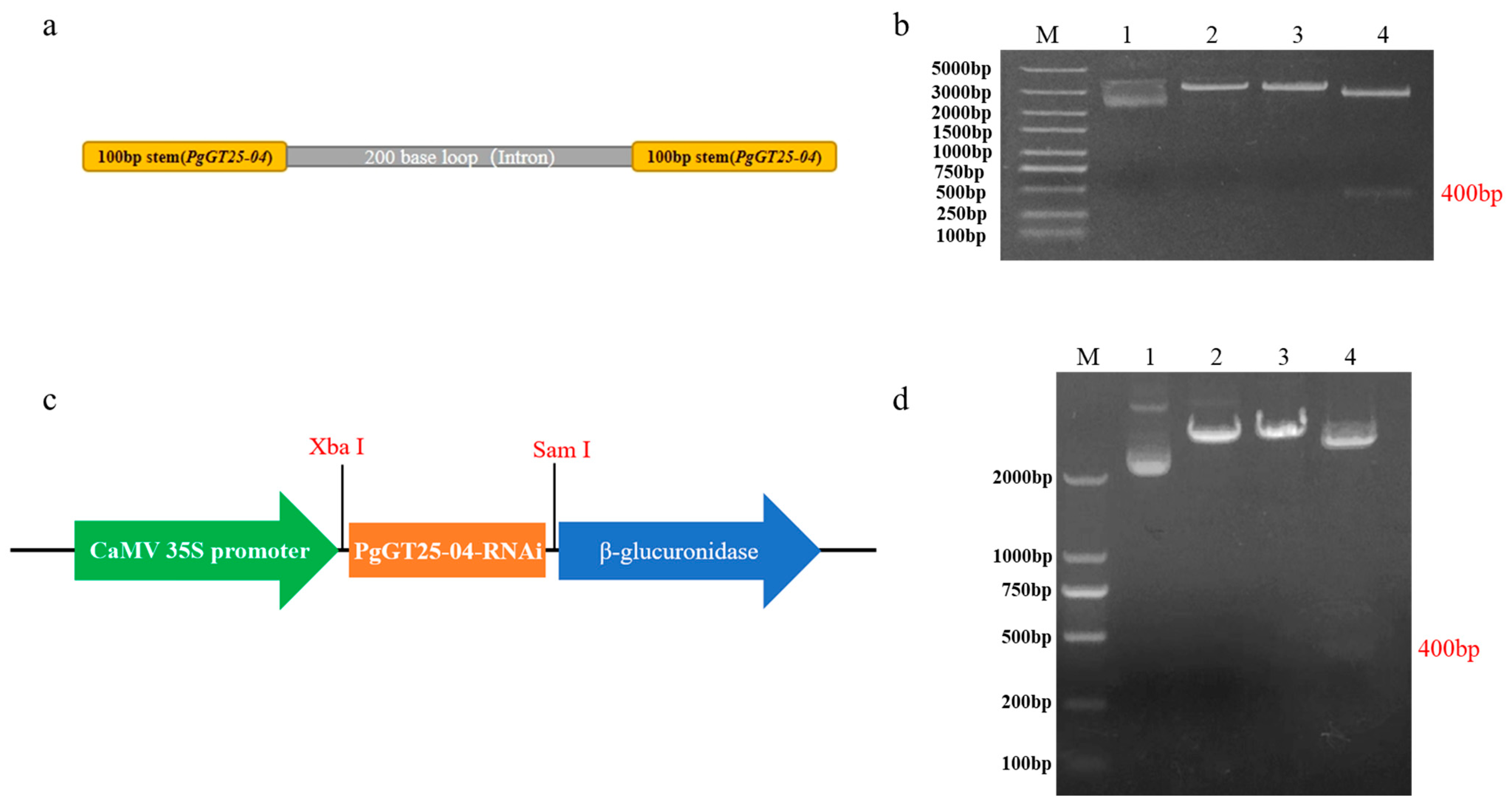 Plants 12 01980 g007 Plants 12 01980 g007