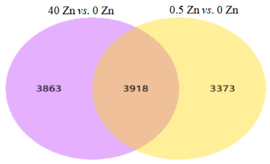 Spraying Zinc Sulfate to Reveal the Mechanism through the