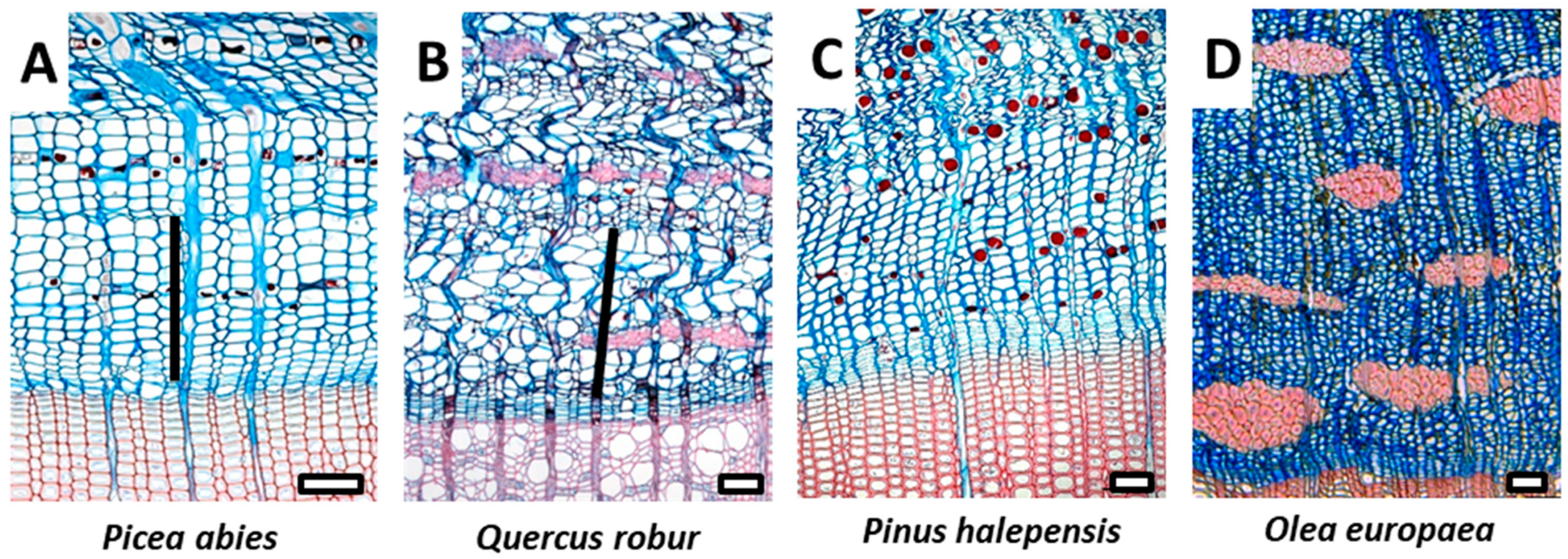 Plants 12 01985 g003