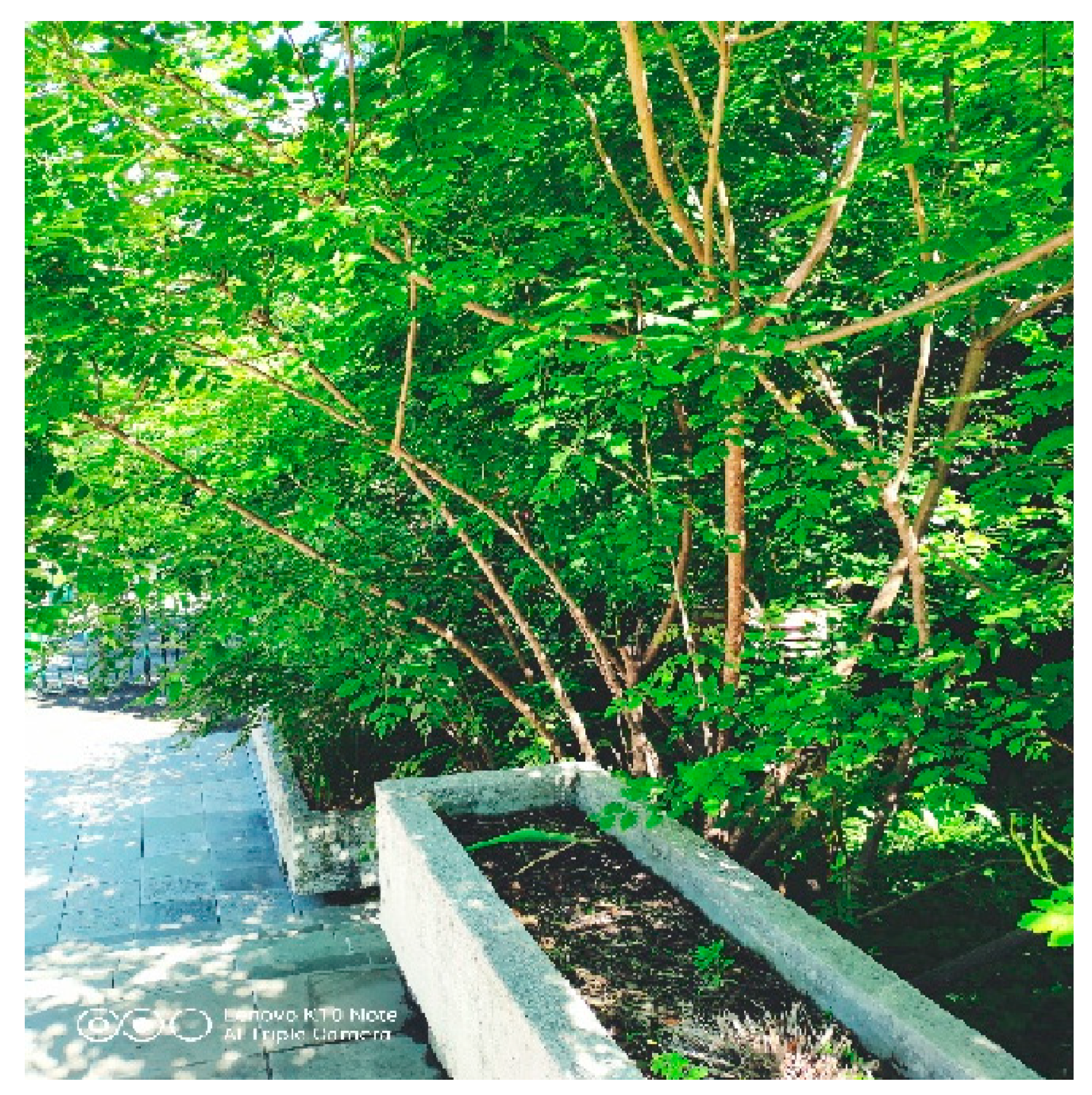 Plants 12 01989 g004 Plants 12 01989 g004