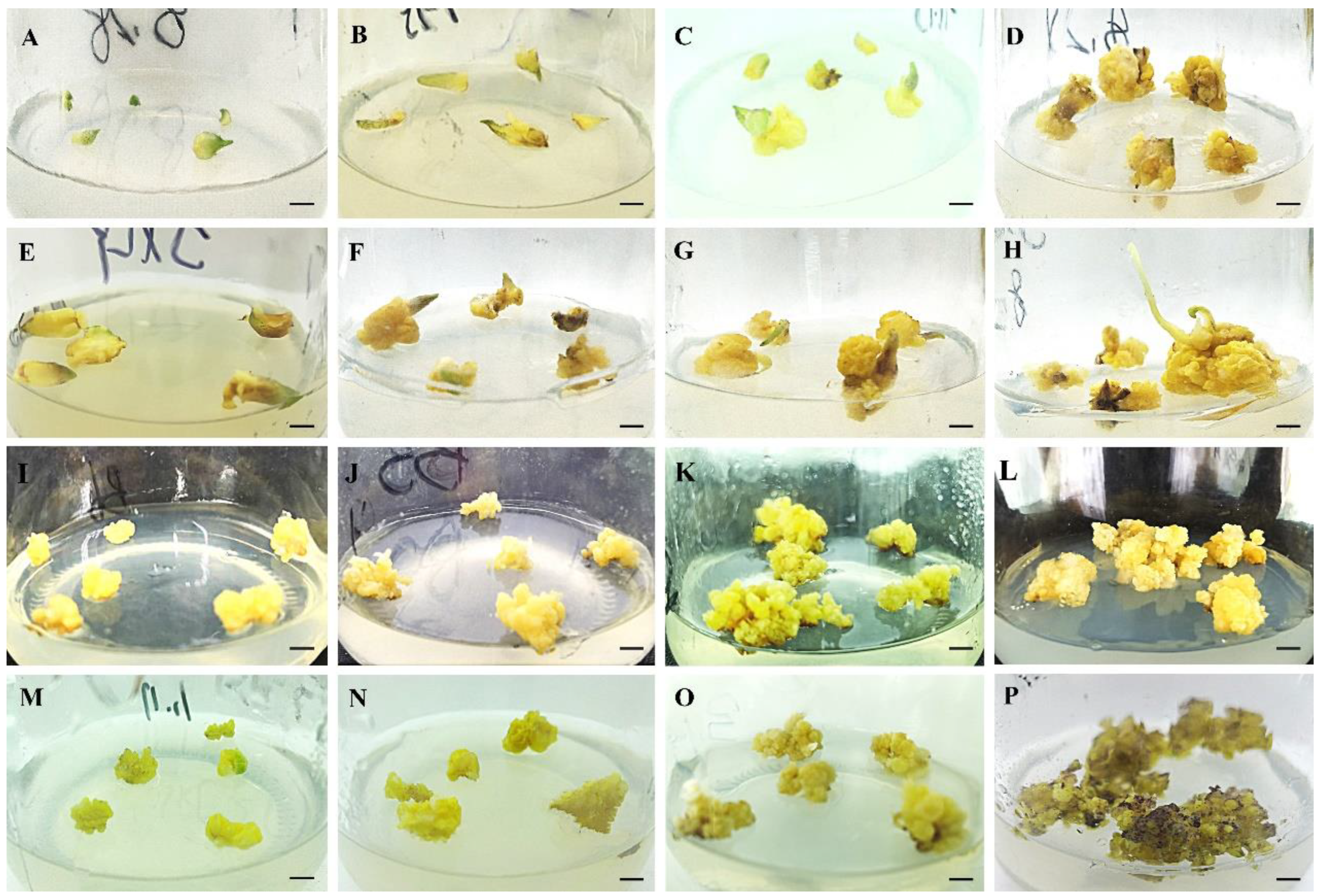 Establishment of Highly Efficient Plant Regeneration, Callus