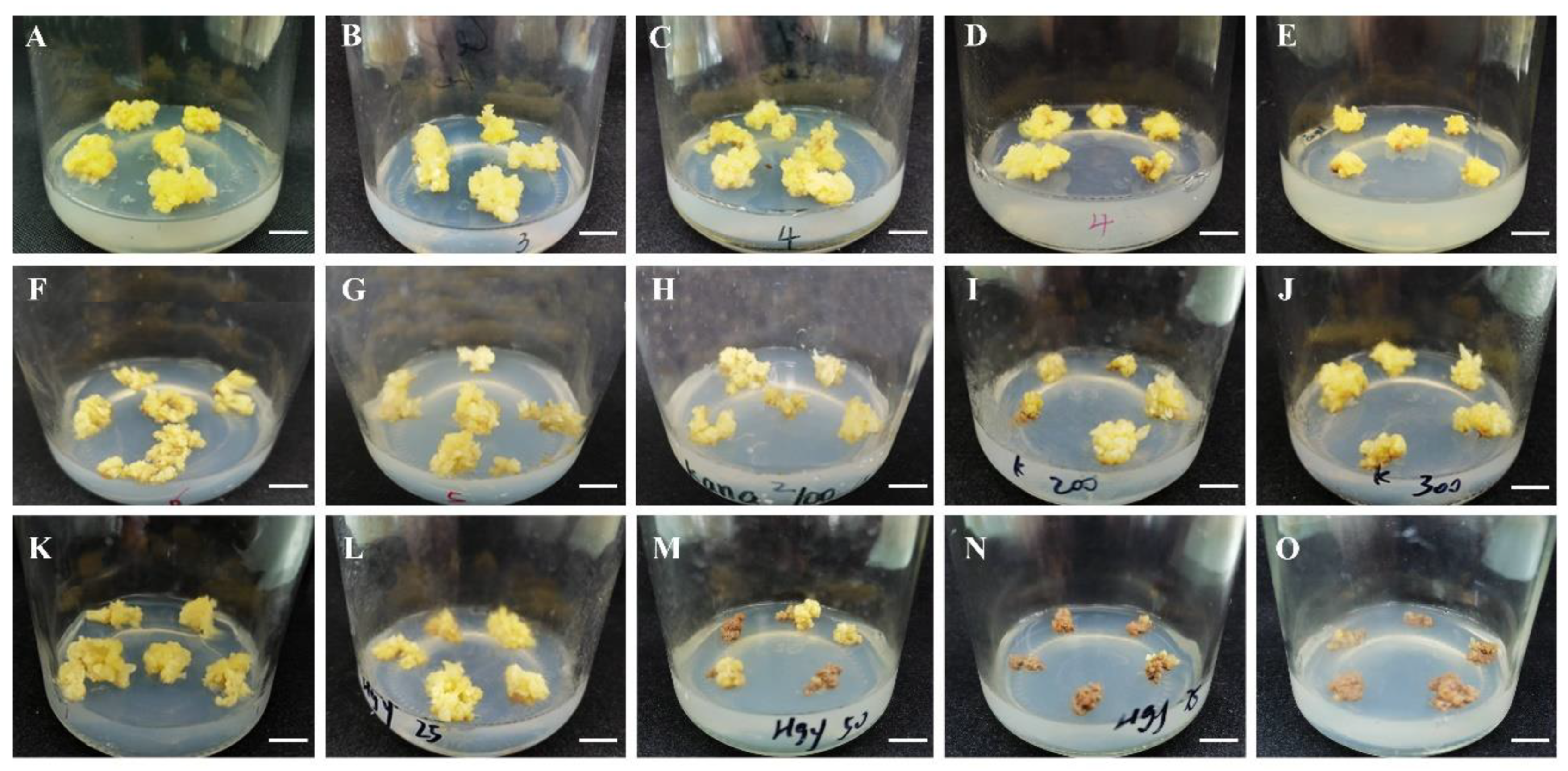 Plants 12 01992 g006