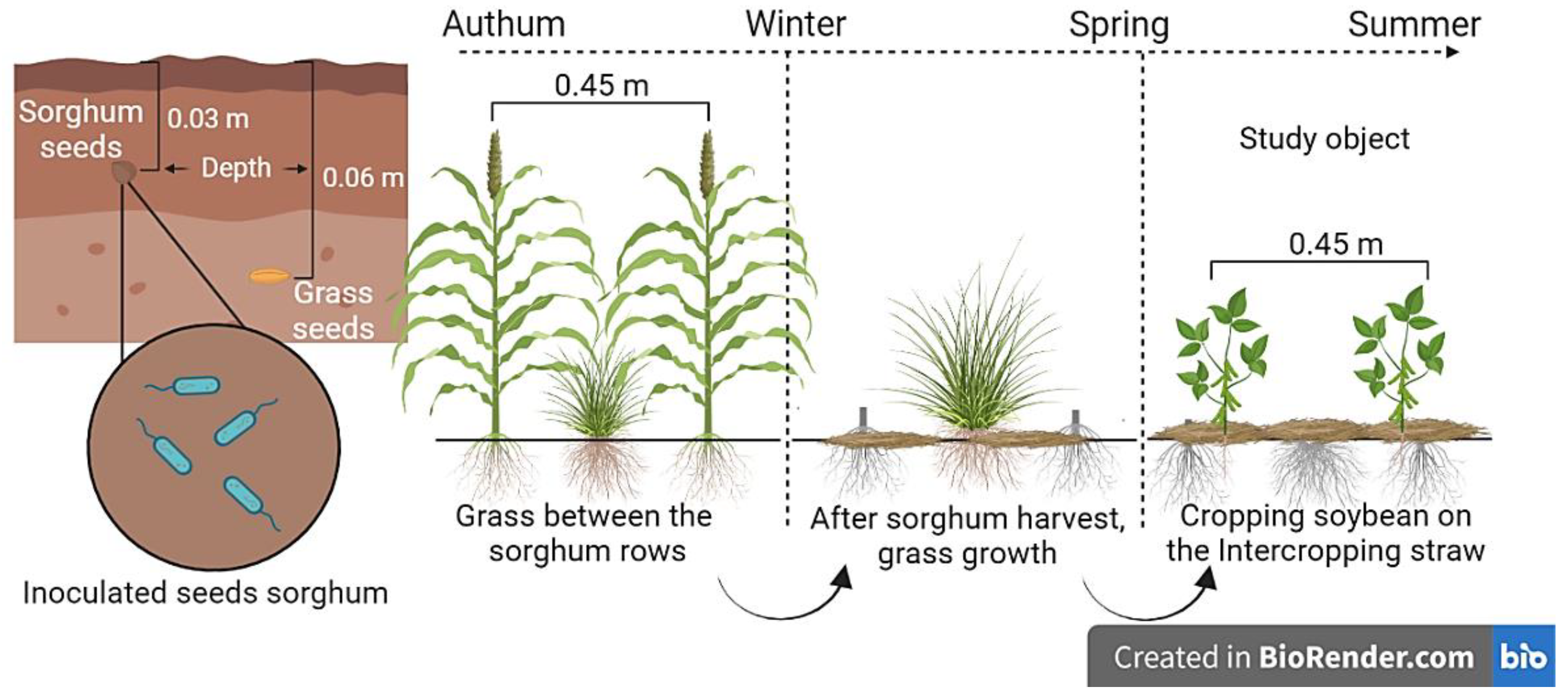 PDF) Época de semeadura de braquiárias em consórcio com sorgo