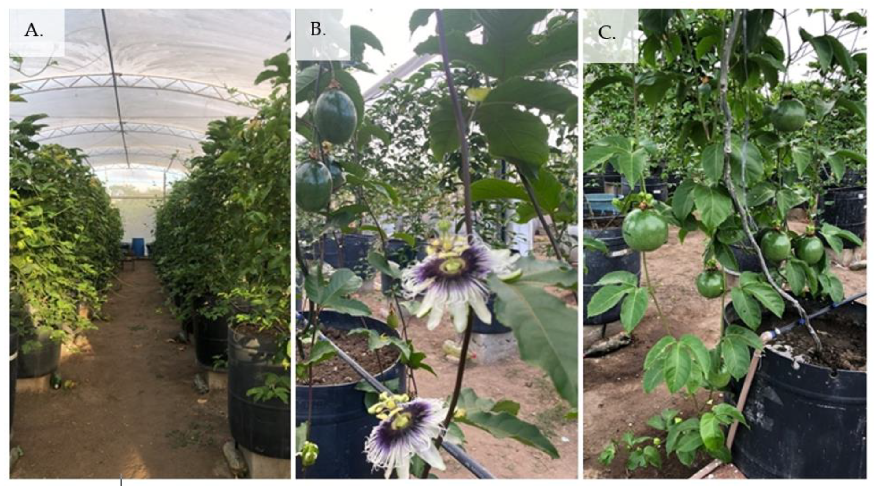 Plants 12 02023 g018