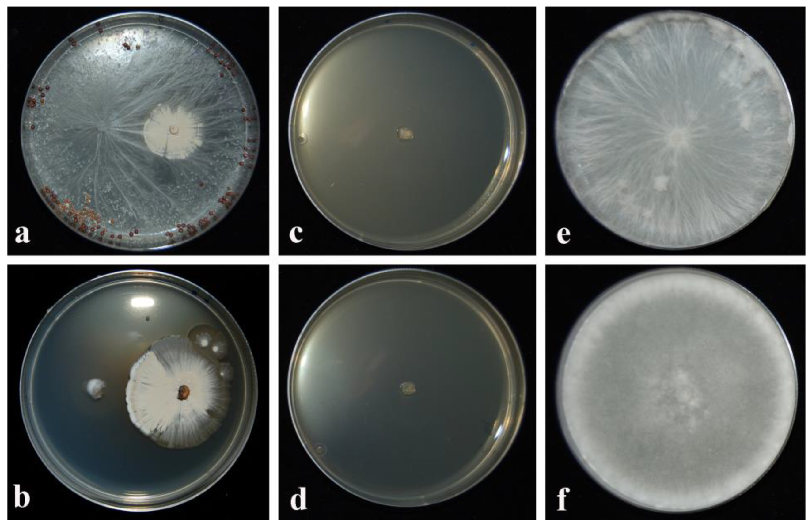 Plants 12 02025 g001 Plants 12 02025 g001