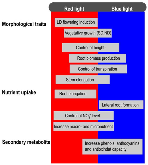 Plants Free Full Text The Role of Blue and Red Light in the