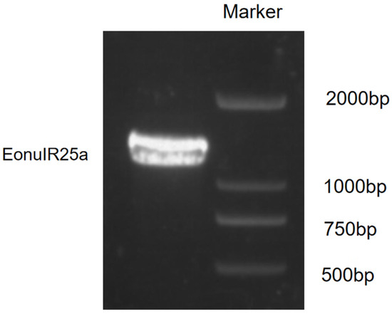 ジェル Reusable Beautiful Little Star Press on Nails | Premium