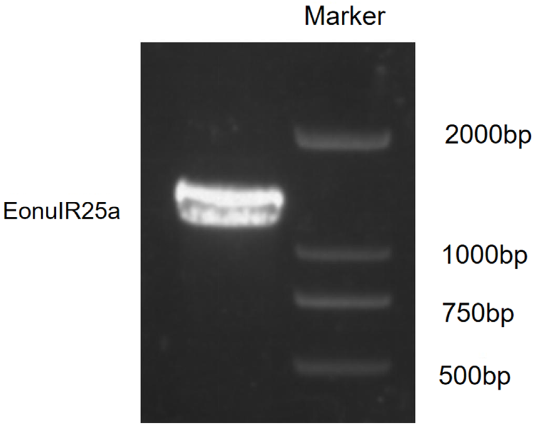 Characterization of Ionotropic Receptor Gene EonuIR25a in