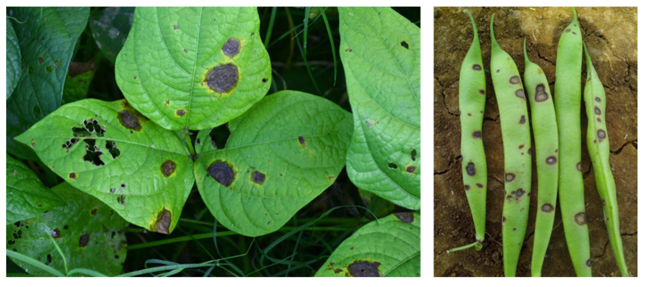 Plants 12 02040 g003 Plants 12 02040 g003