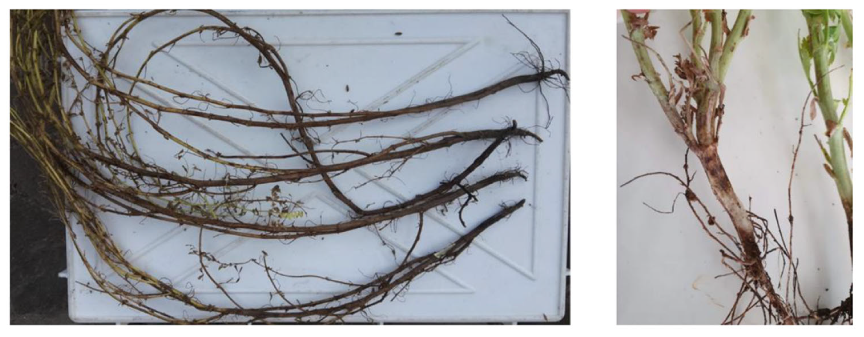 Plants 12 02040 g004 Plants 12 02040 g004