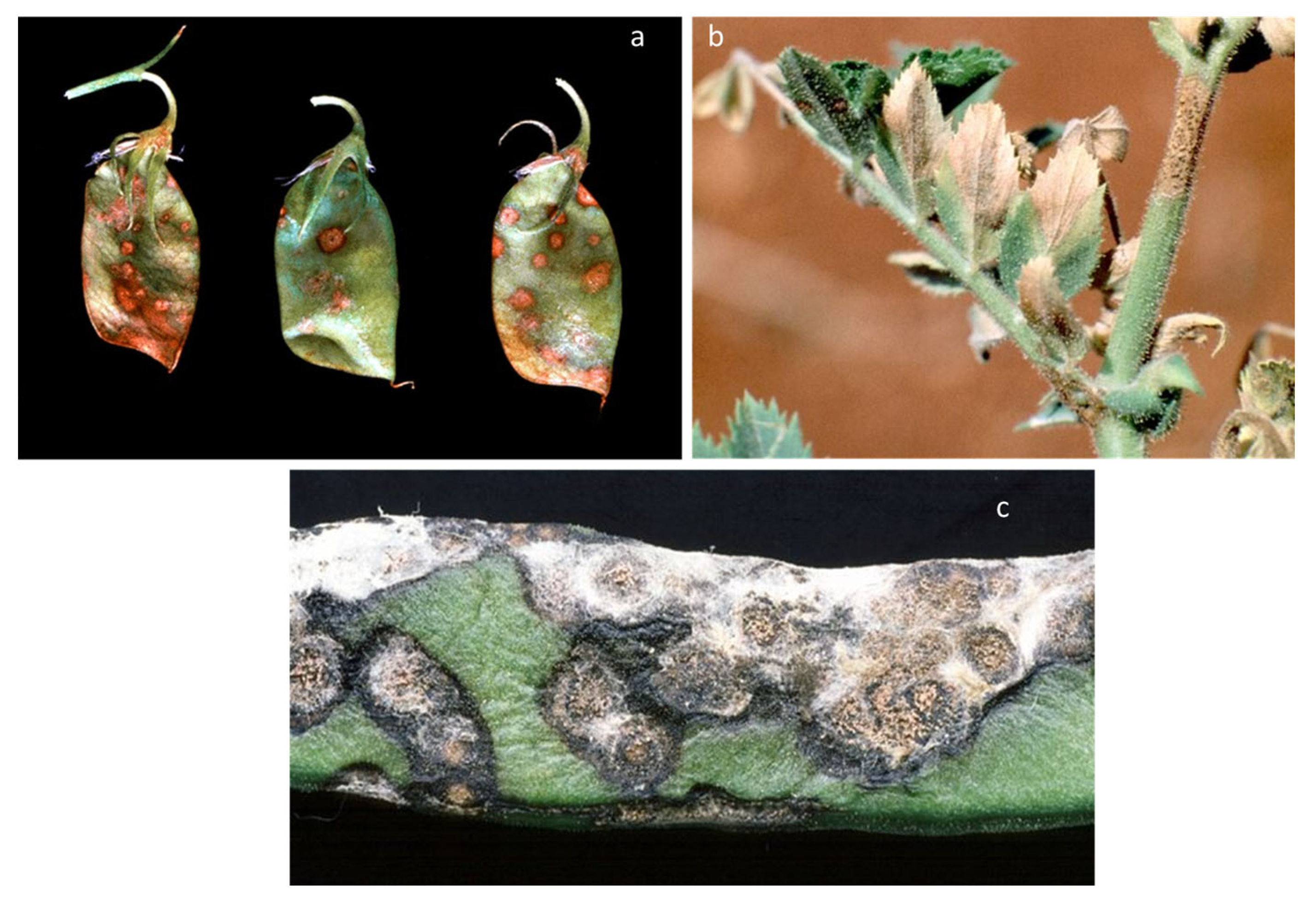 Plants 12 02040 g005 Plants 12 02040 g005