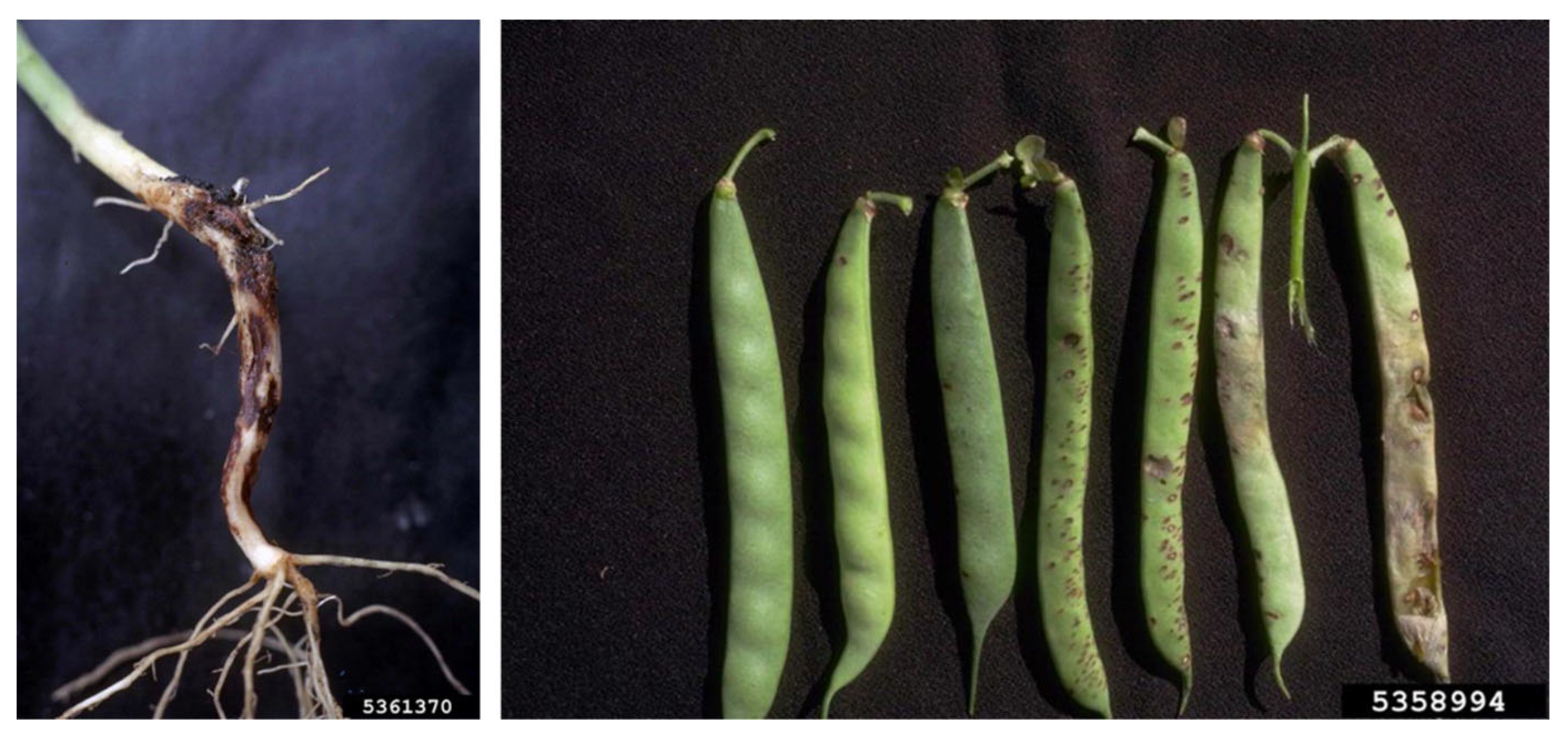 Plants 12 02040 g006 Plants 12 02040 g006