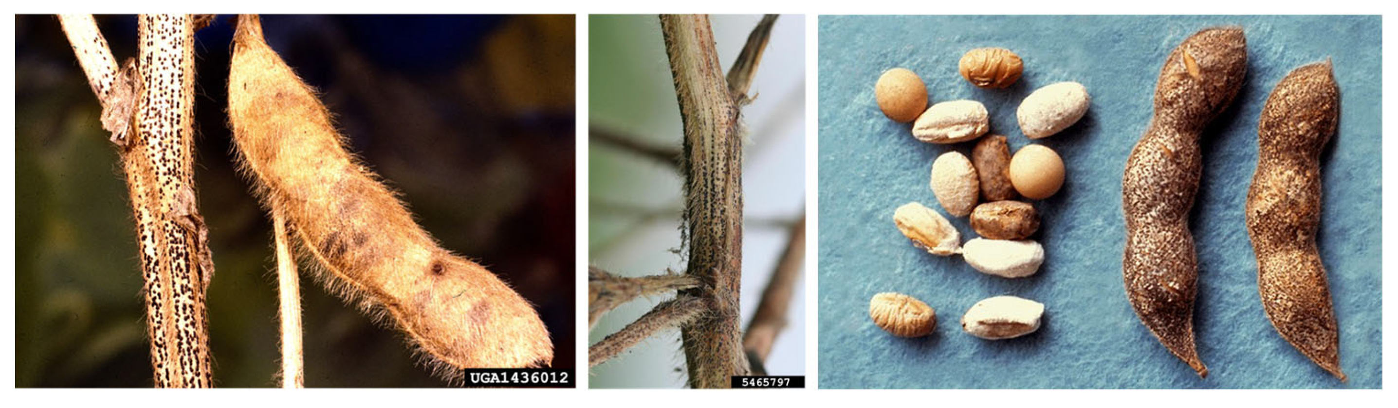 Plants 12 02040 g007 Plants 12 02040 g007