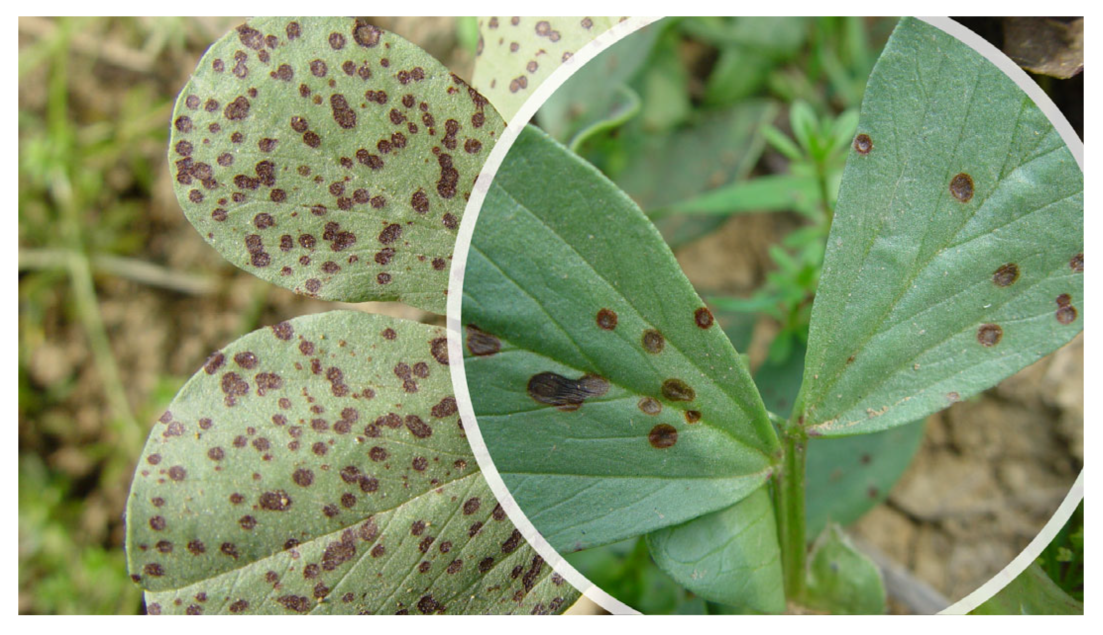 Plants 12 02040 g008 Plants 12 02040 g008