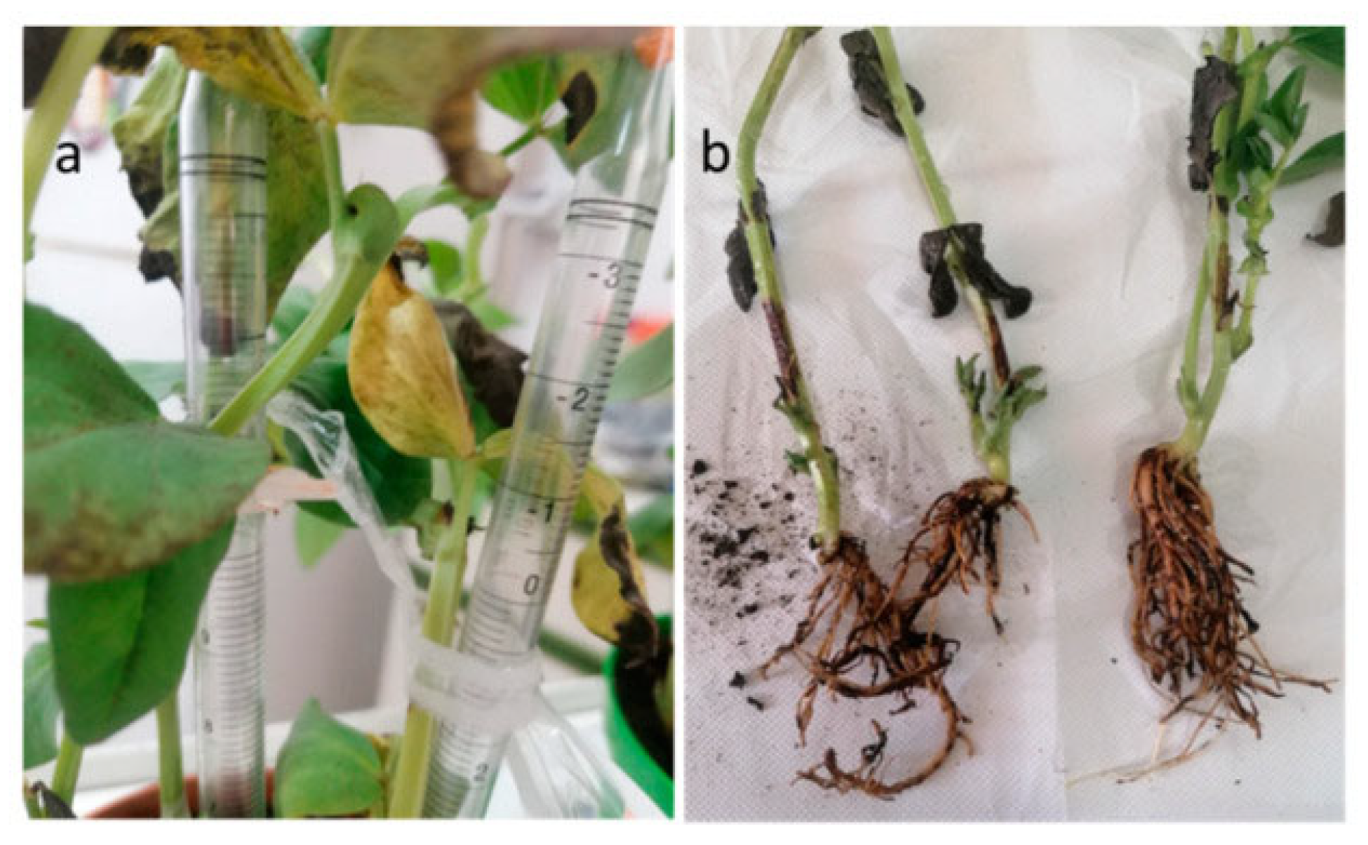 Plants 12 02040 g009 Plants 12 02040 g009