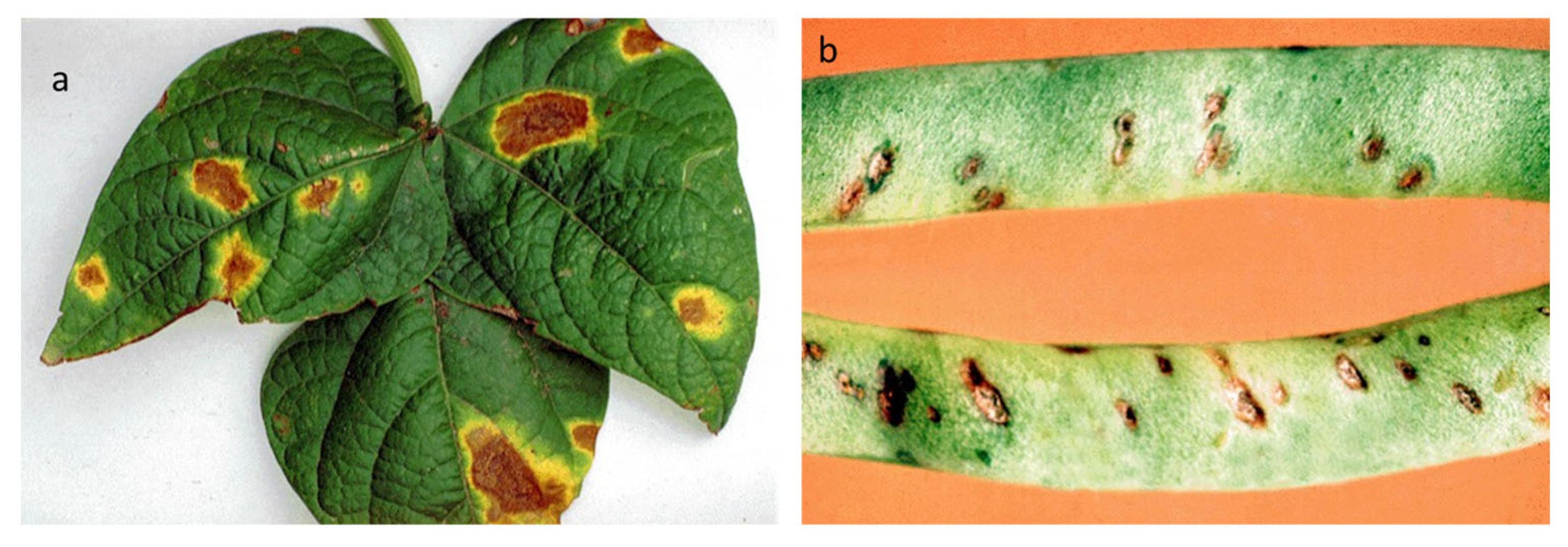 Plants 12 02040 g011 Plants 12 02040 g011