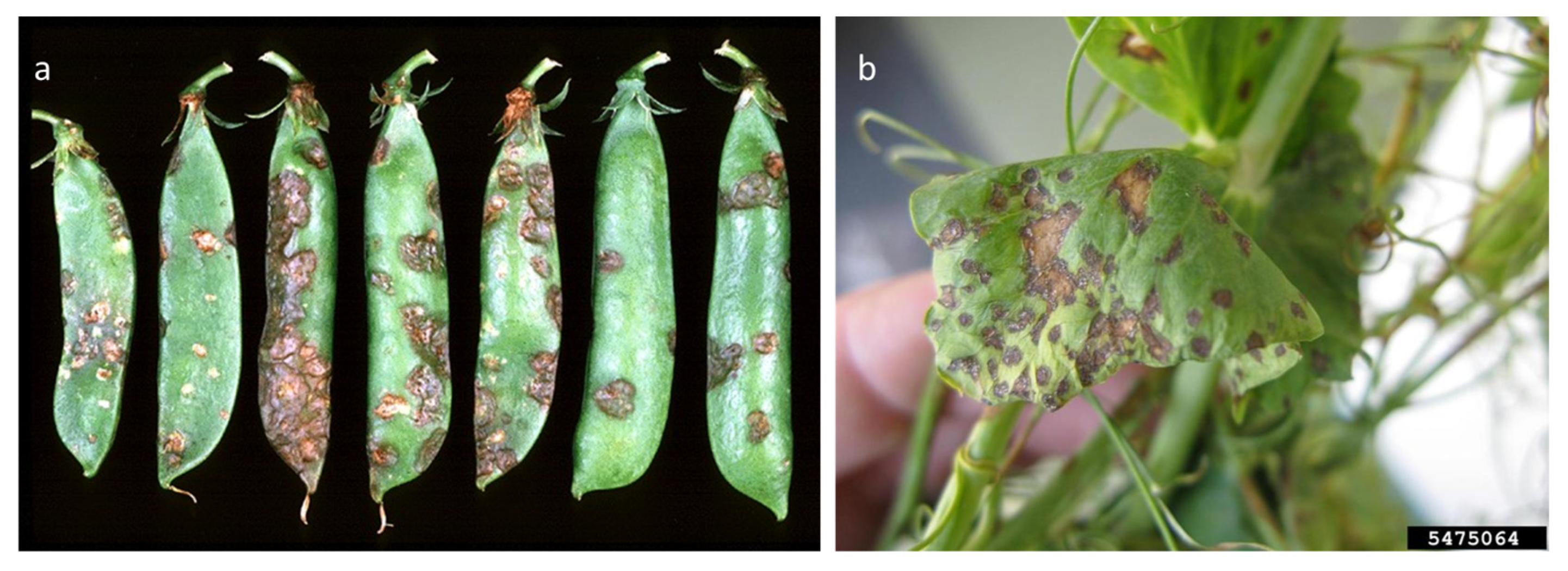 Plants 12 02040 g012 Plants 12 02040 g012